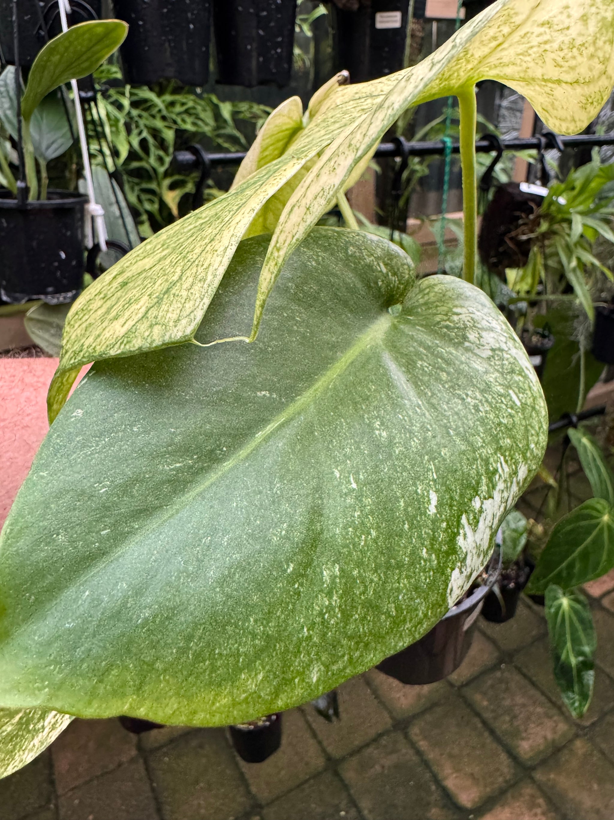 Monstera 'True Mint'