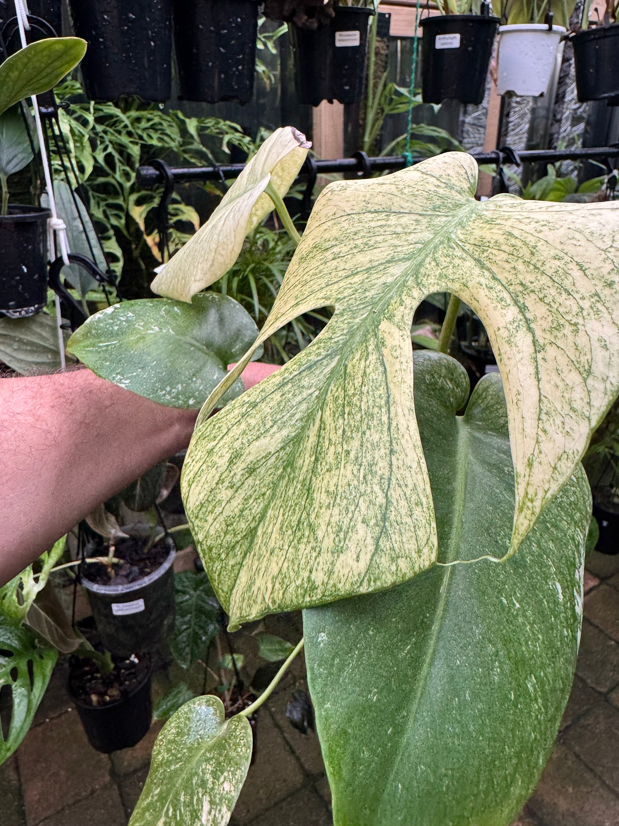 Monstera 'True Mint'