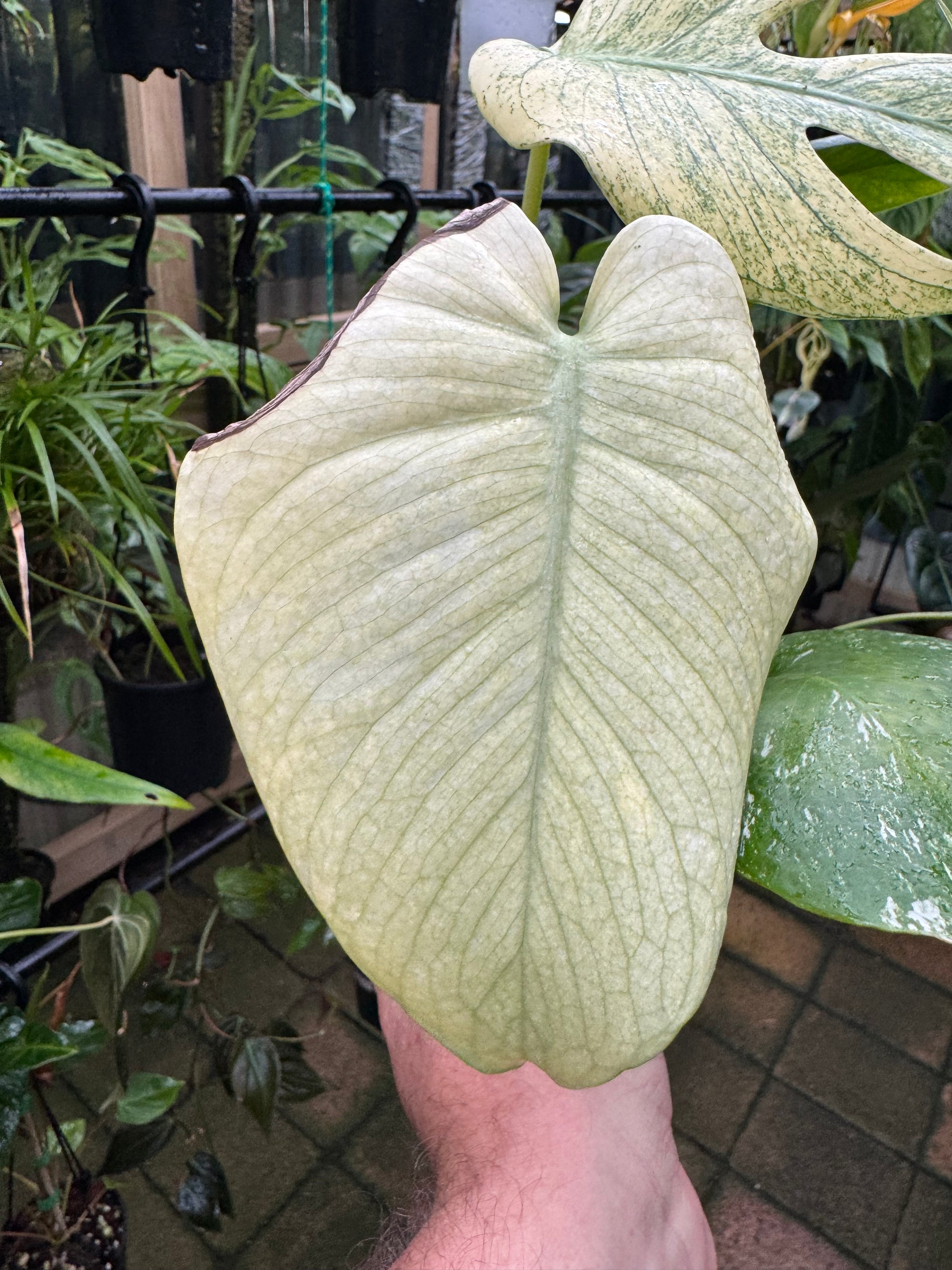 Monstera 'True Mint'