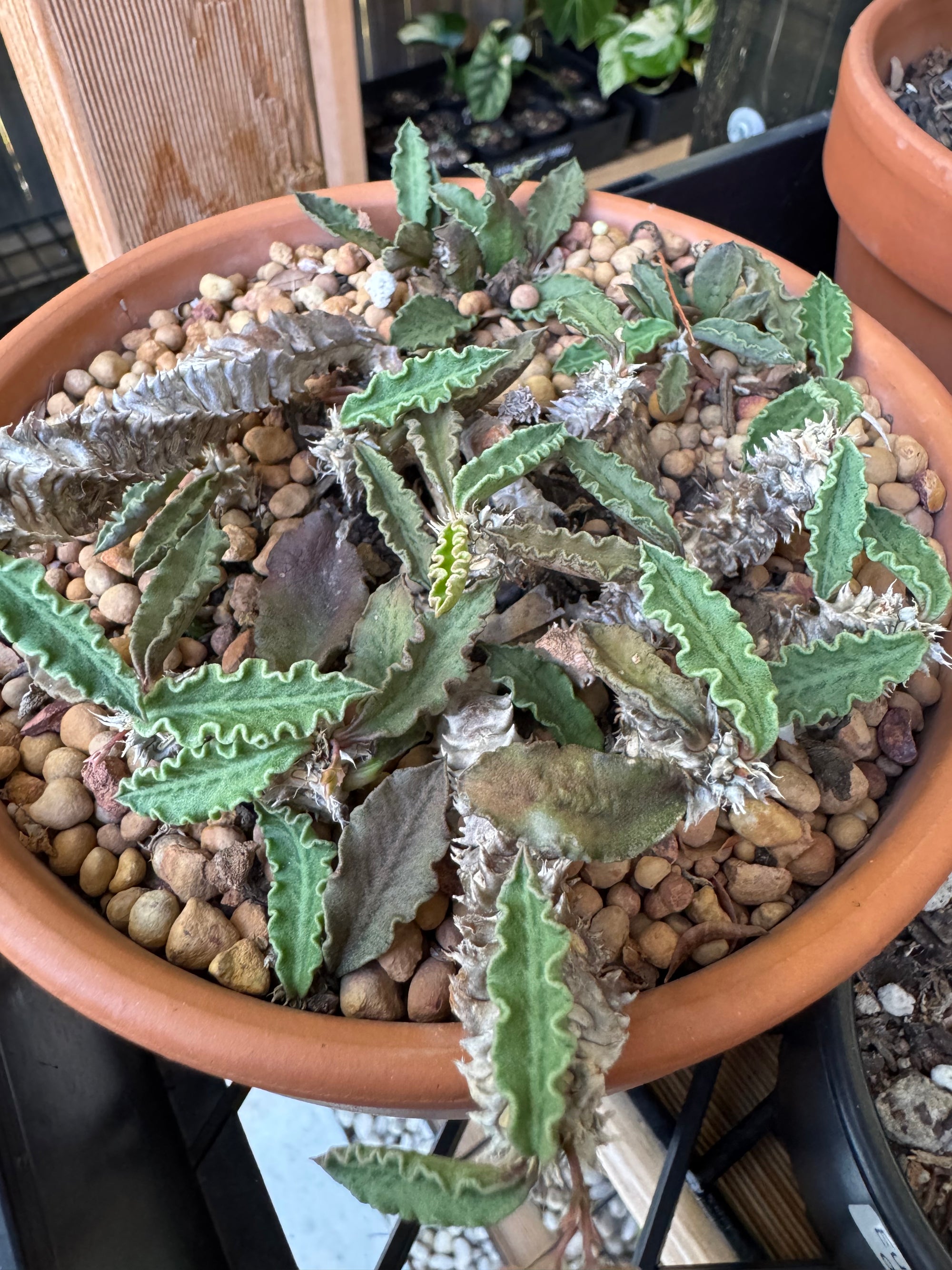 Euphorbia decaryi - The 'Dead Plant'