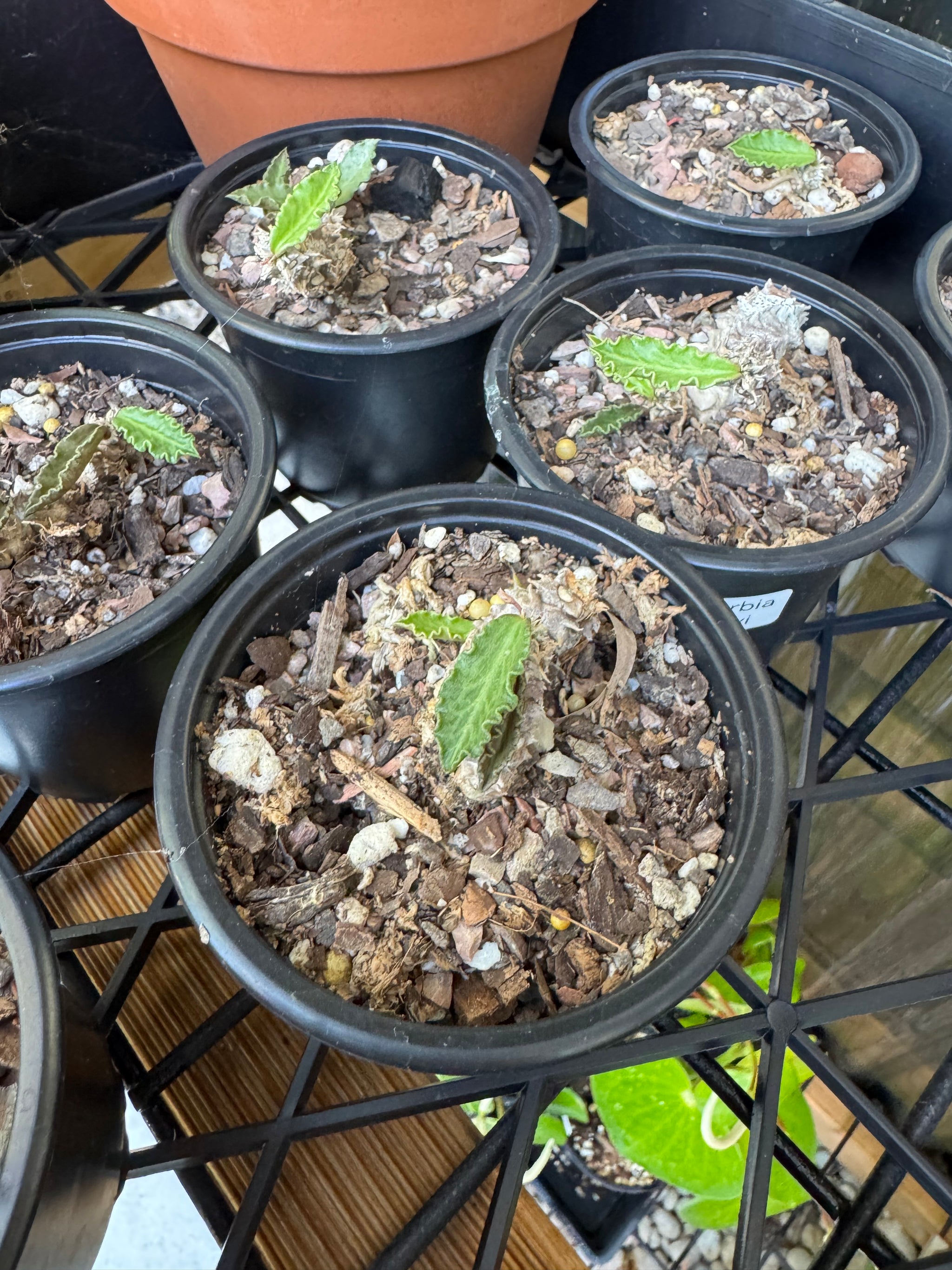 Euphorbia decaryi - The 'Dead Plant'