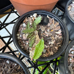 Euphorbia decaryi - The 'Dead Plant'