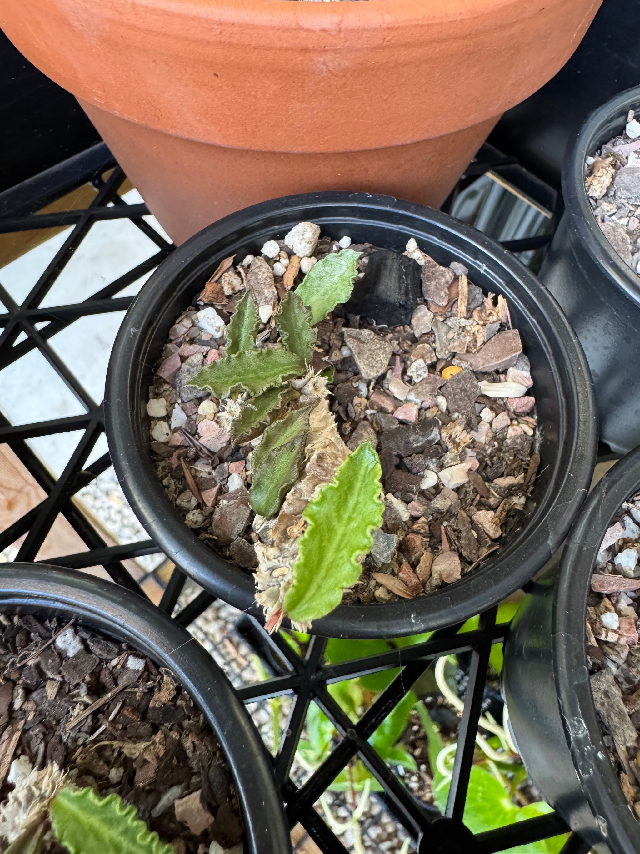 Euphorbia decaryi - The 'Dead Plant'