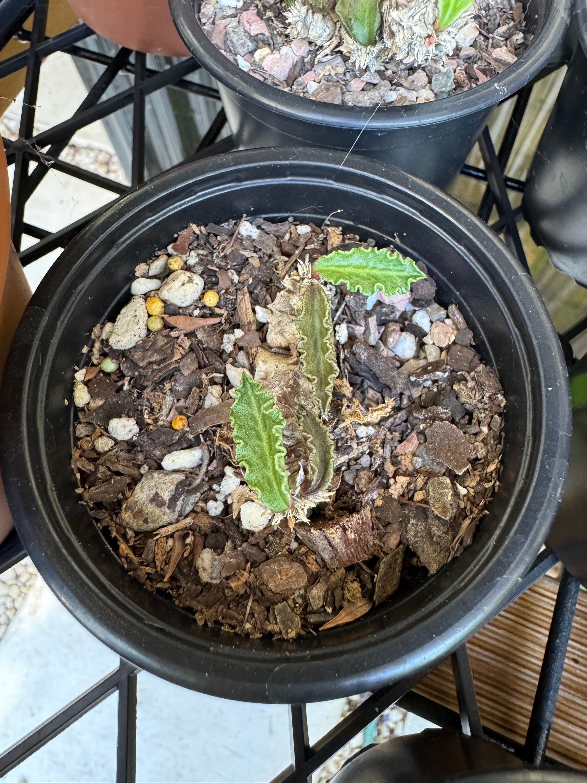 Euphorbia decaryi - The 'Dead Plant'