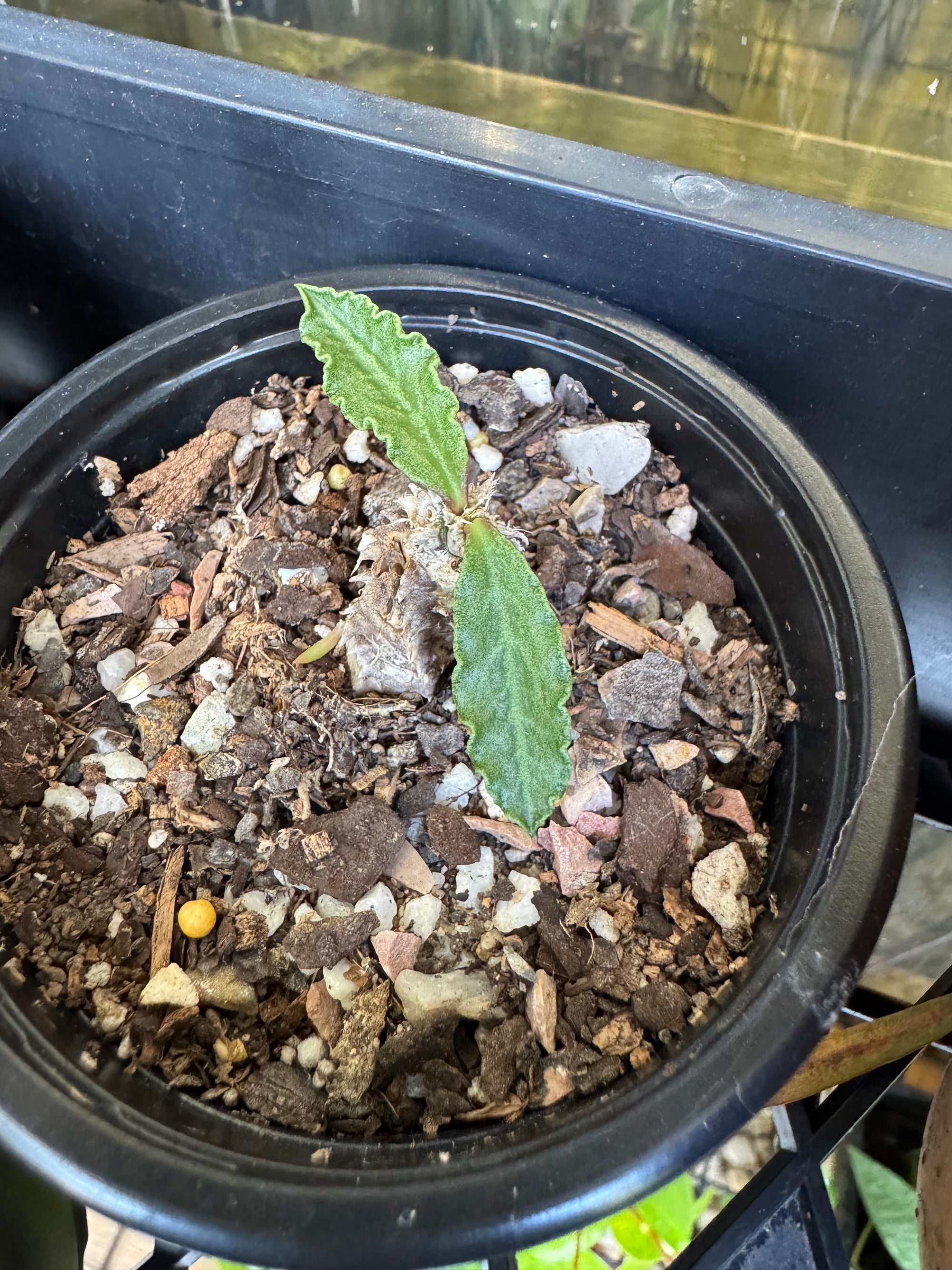 Euphorbia decaryi - The 'Dead Plant'