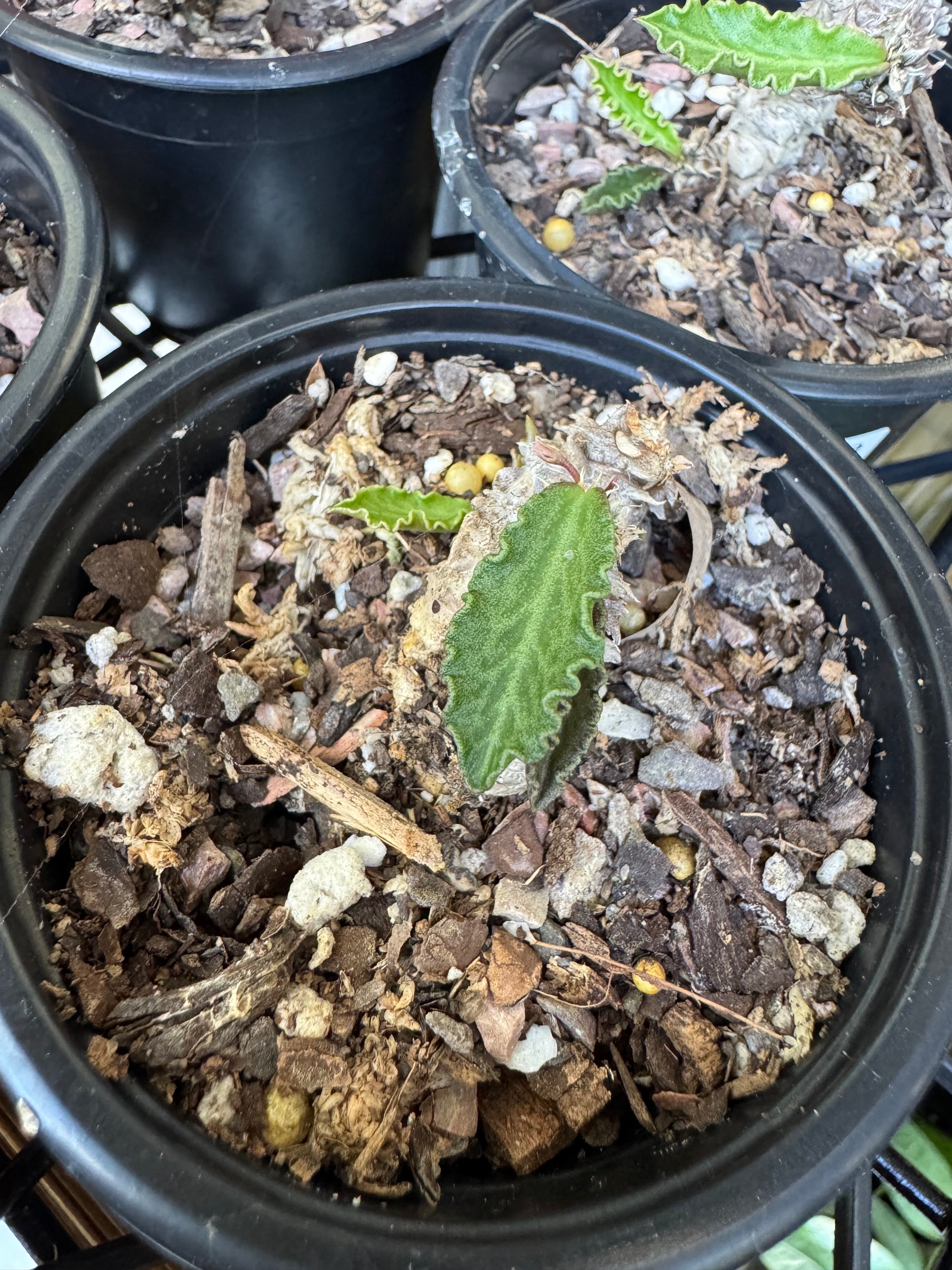 Euphorbia decaryi - The 'Dead Plant'