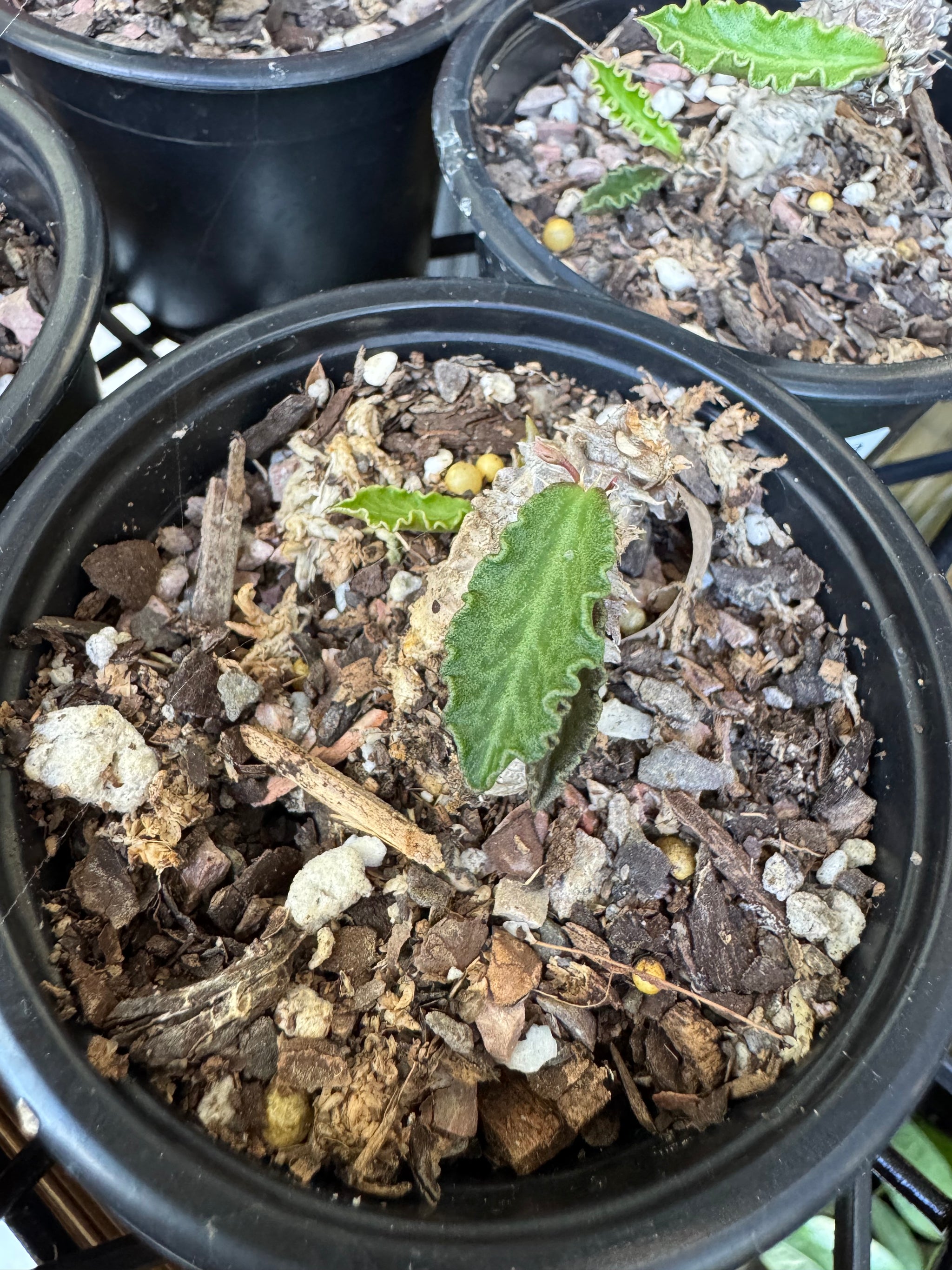 Euphorbia decaryi - The 'Dead Plant'