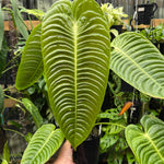 Anthurium Veitchii Narrow Form - Plant D
