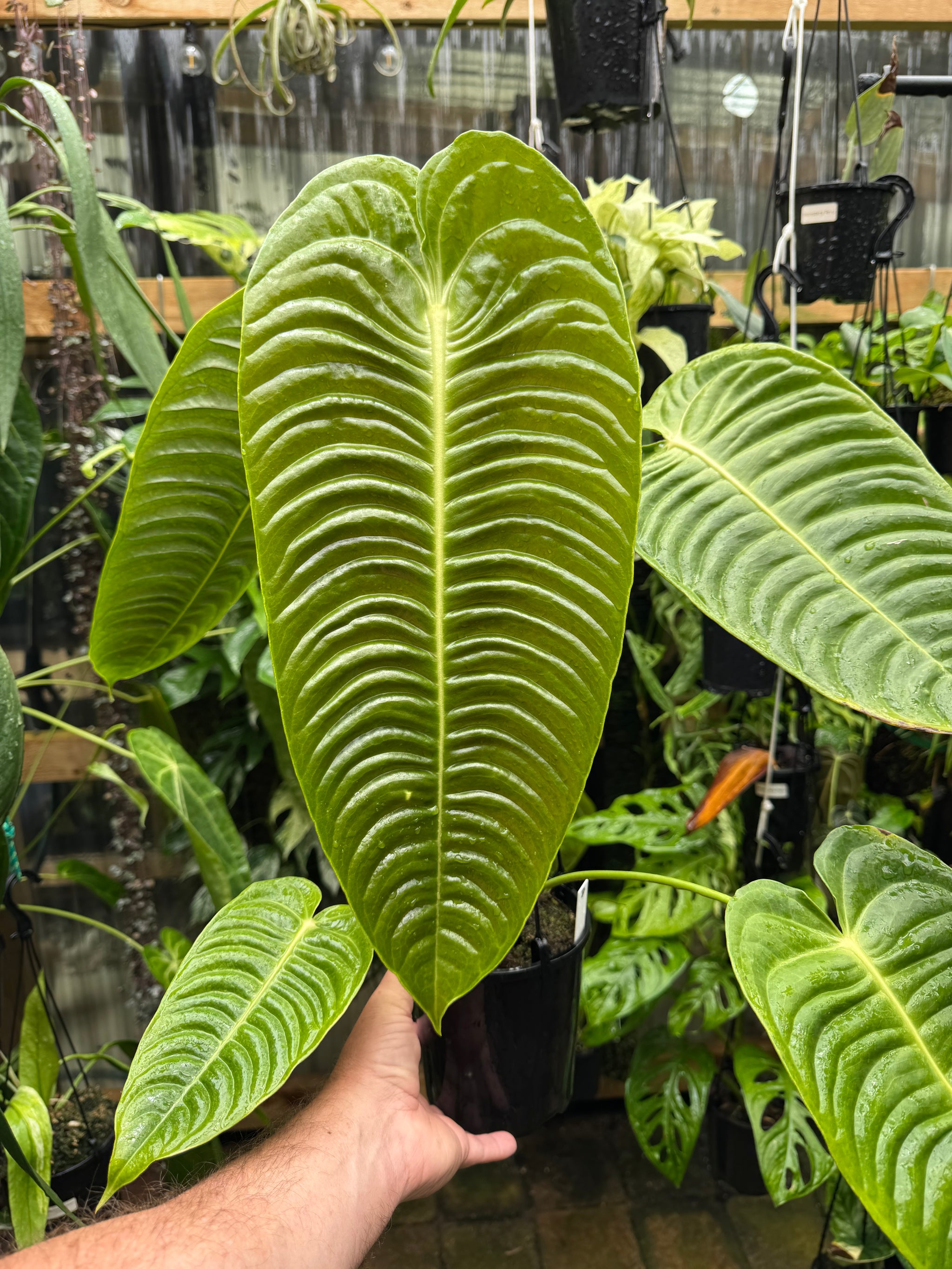 Anthurium Veitchii Narrow Form - Plant D
