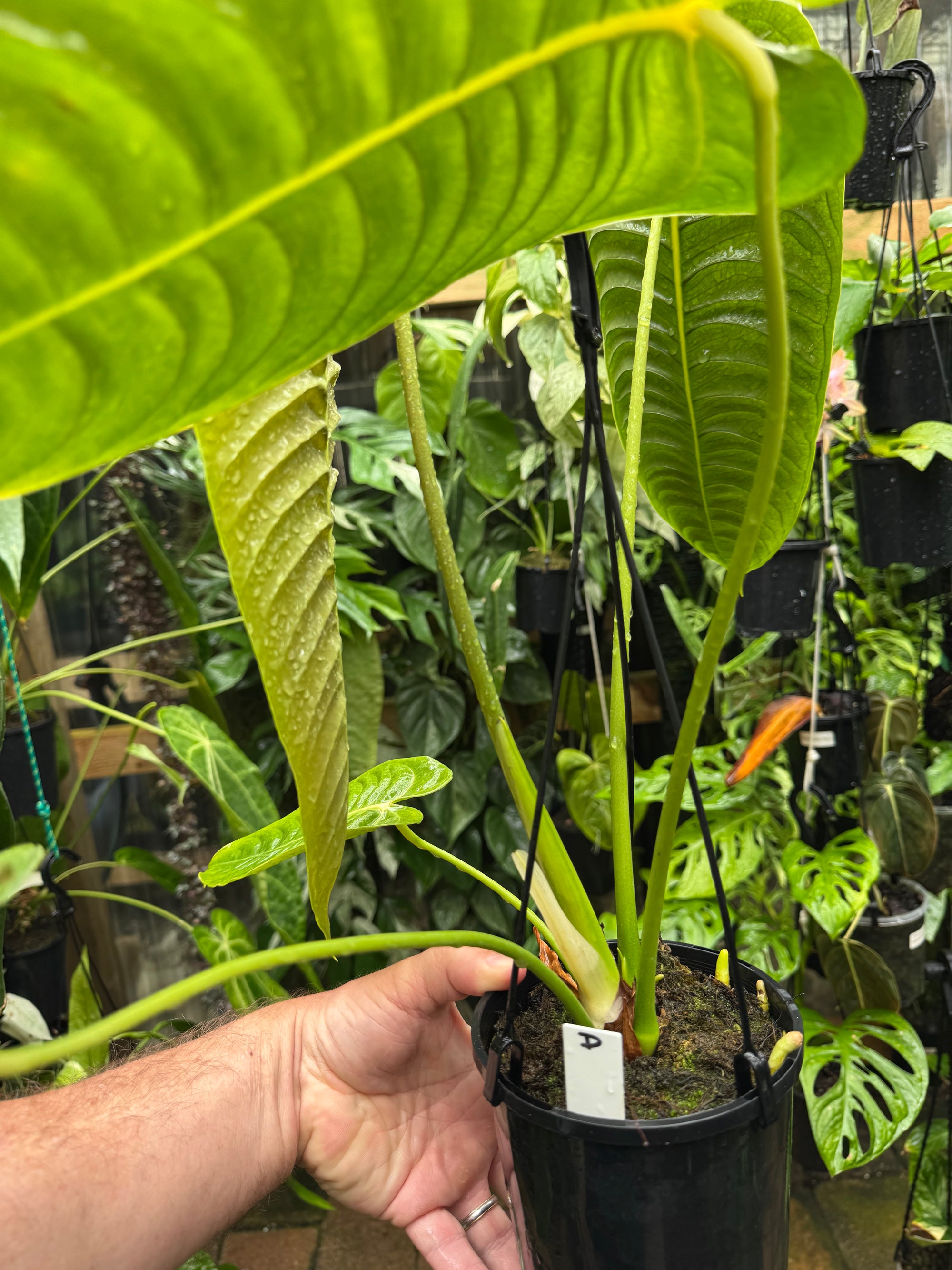 Anthurium Veitchii Narrow Form - Plant D