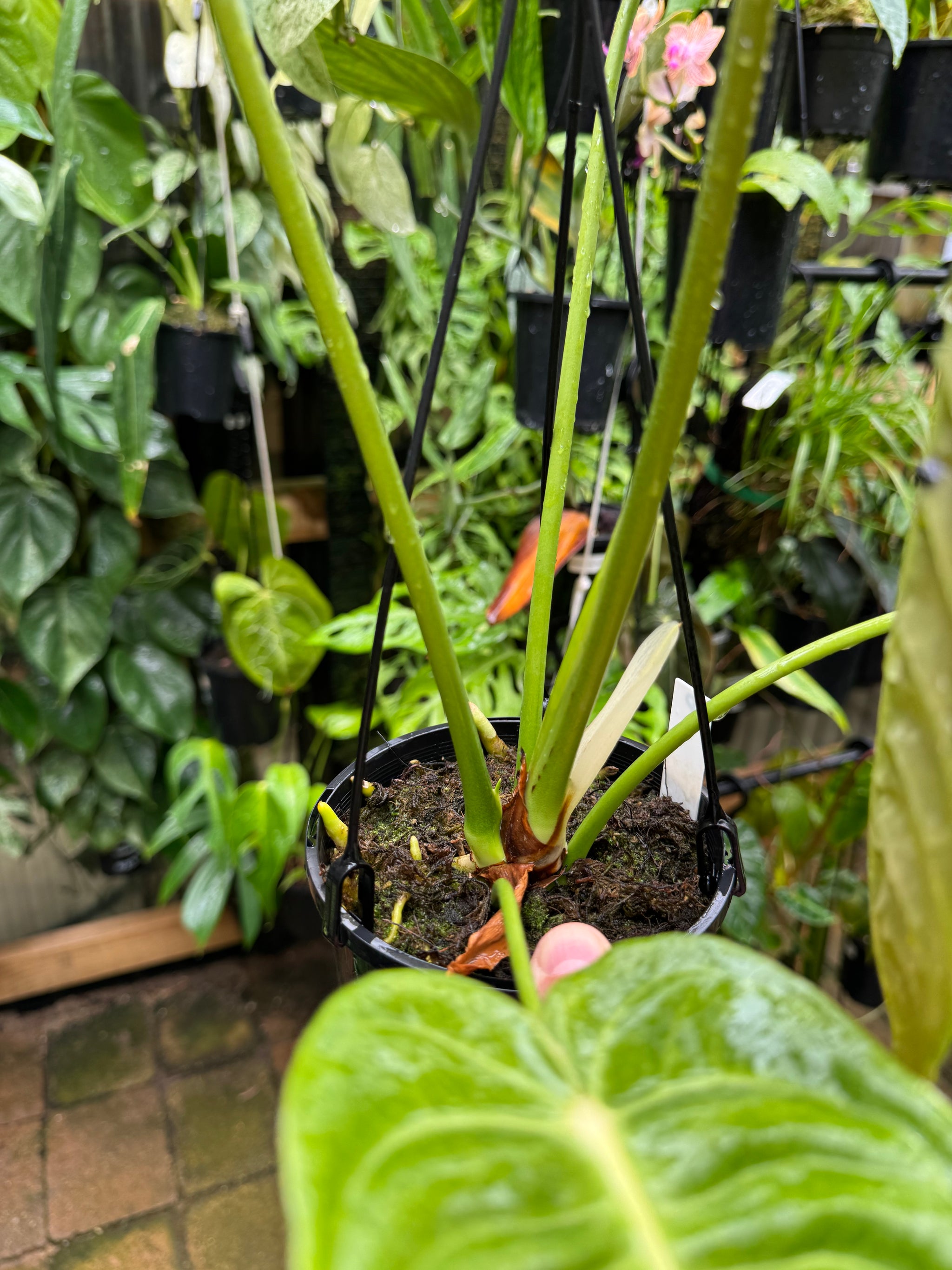 Anthurium Veitchii Narrow Form - Plant D