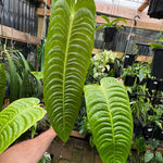 Anthurium Veitchii narrow form - Plant E