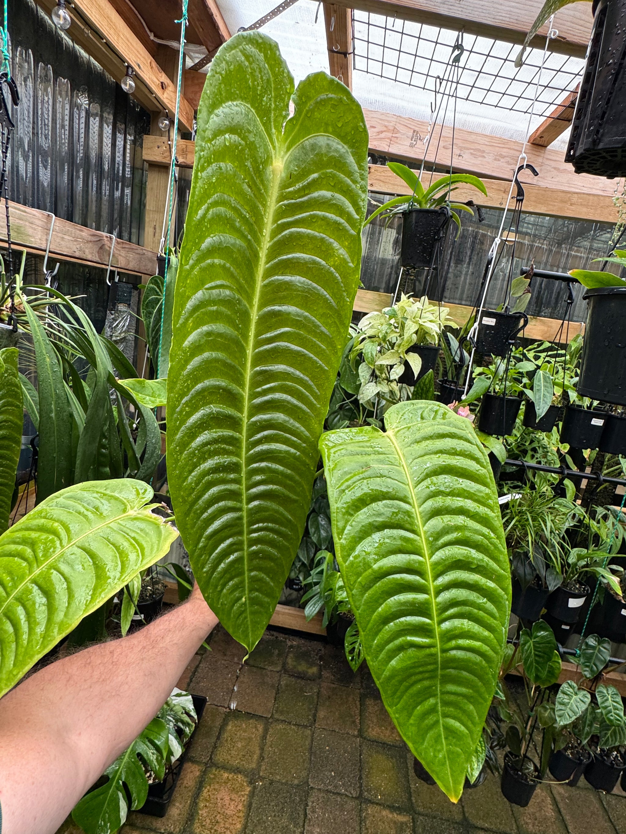 Anthurium Veitchii narrow form - Plant E