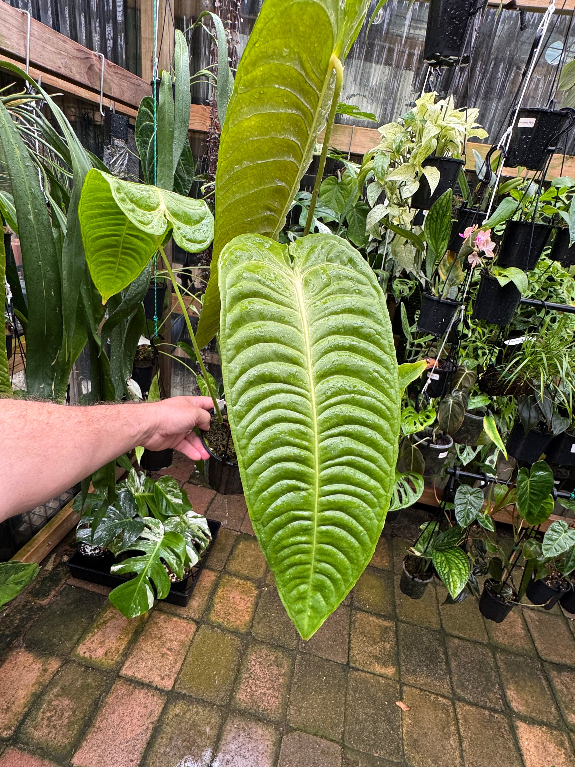 Anthurium Veitchii narrow form - Plant E