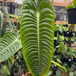 Anthurium Veitchii