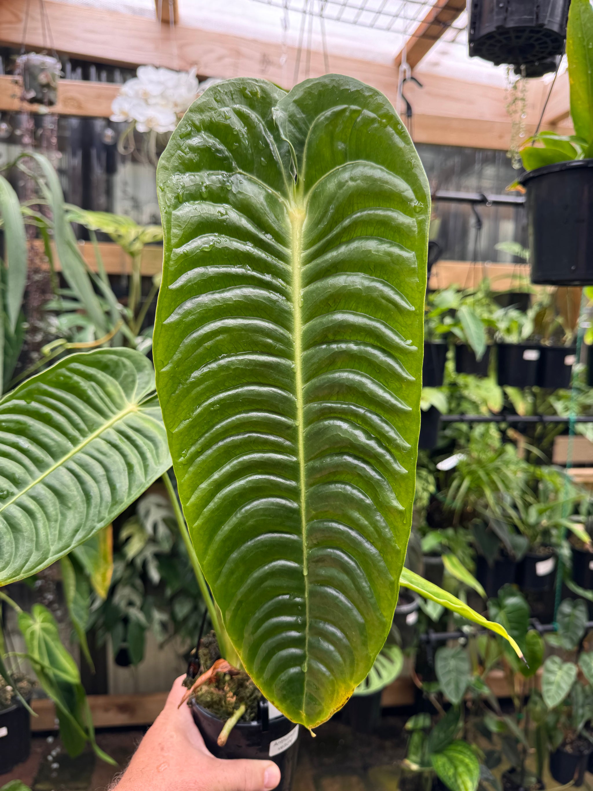 Anthurium Veitchii