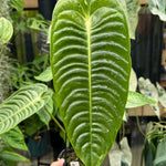 Anthurium Veitchii 