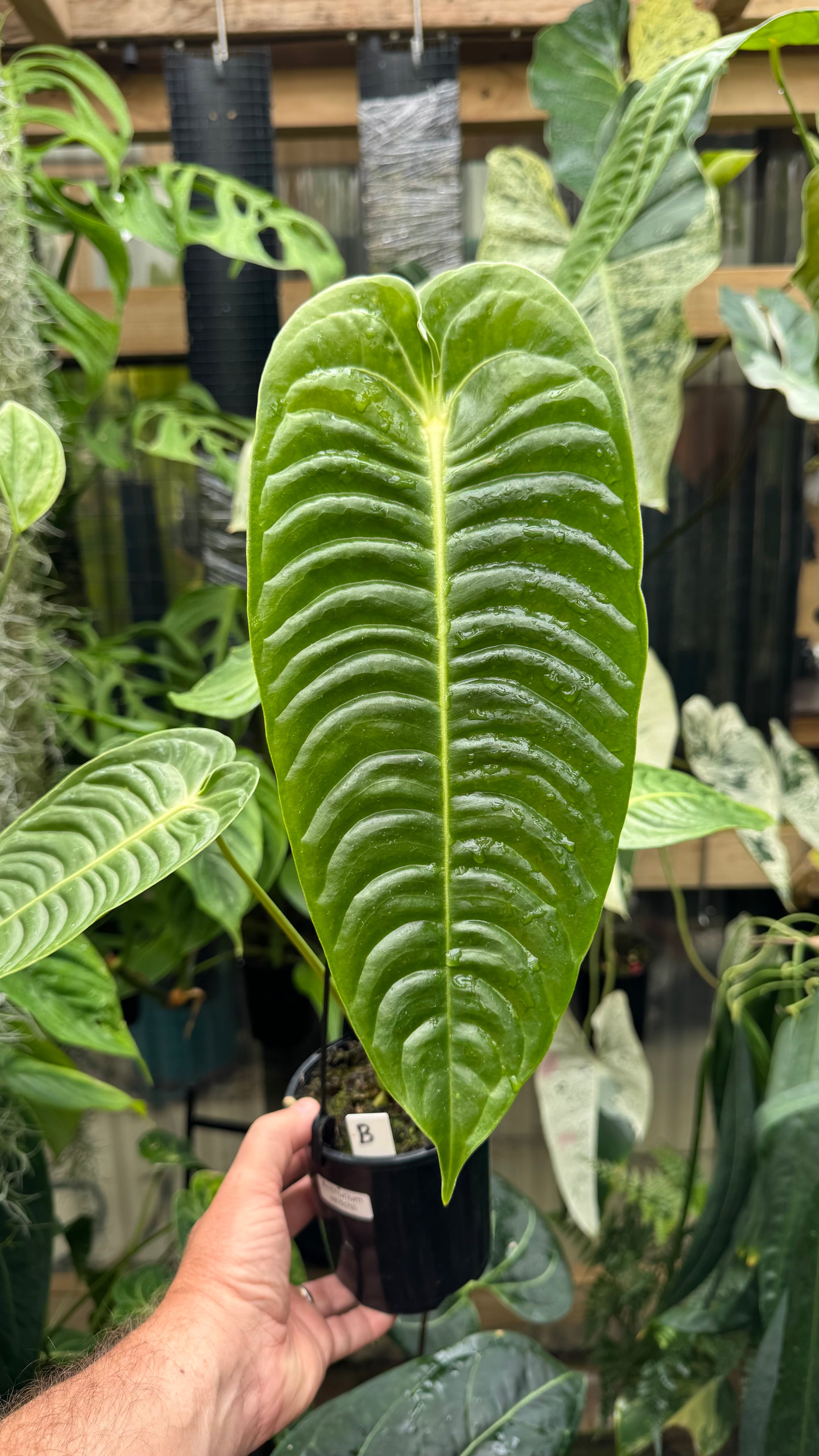 Anthurium Veitchii 