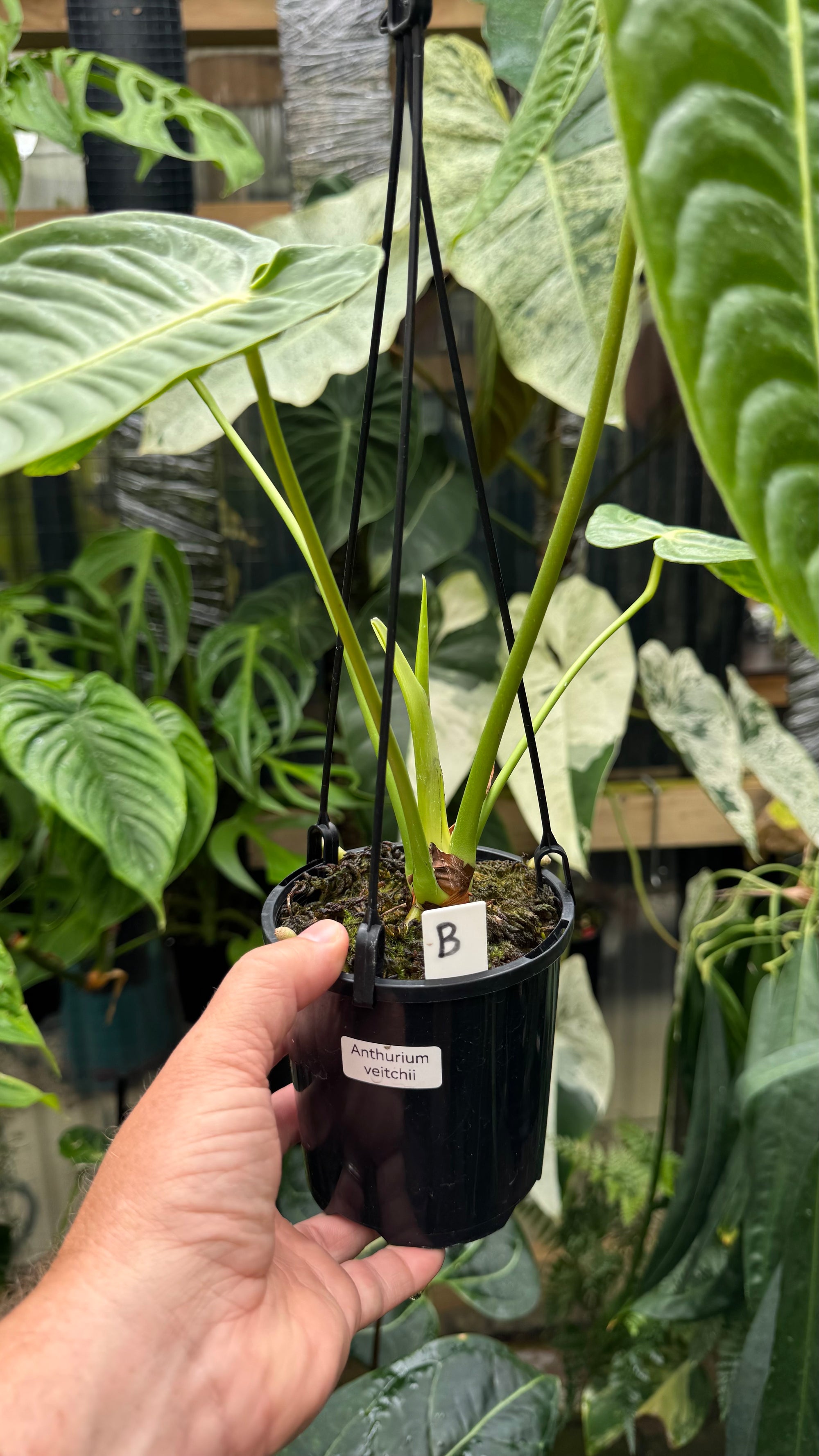 Anthurium Veitchii 