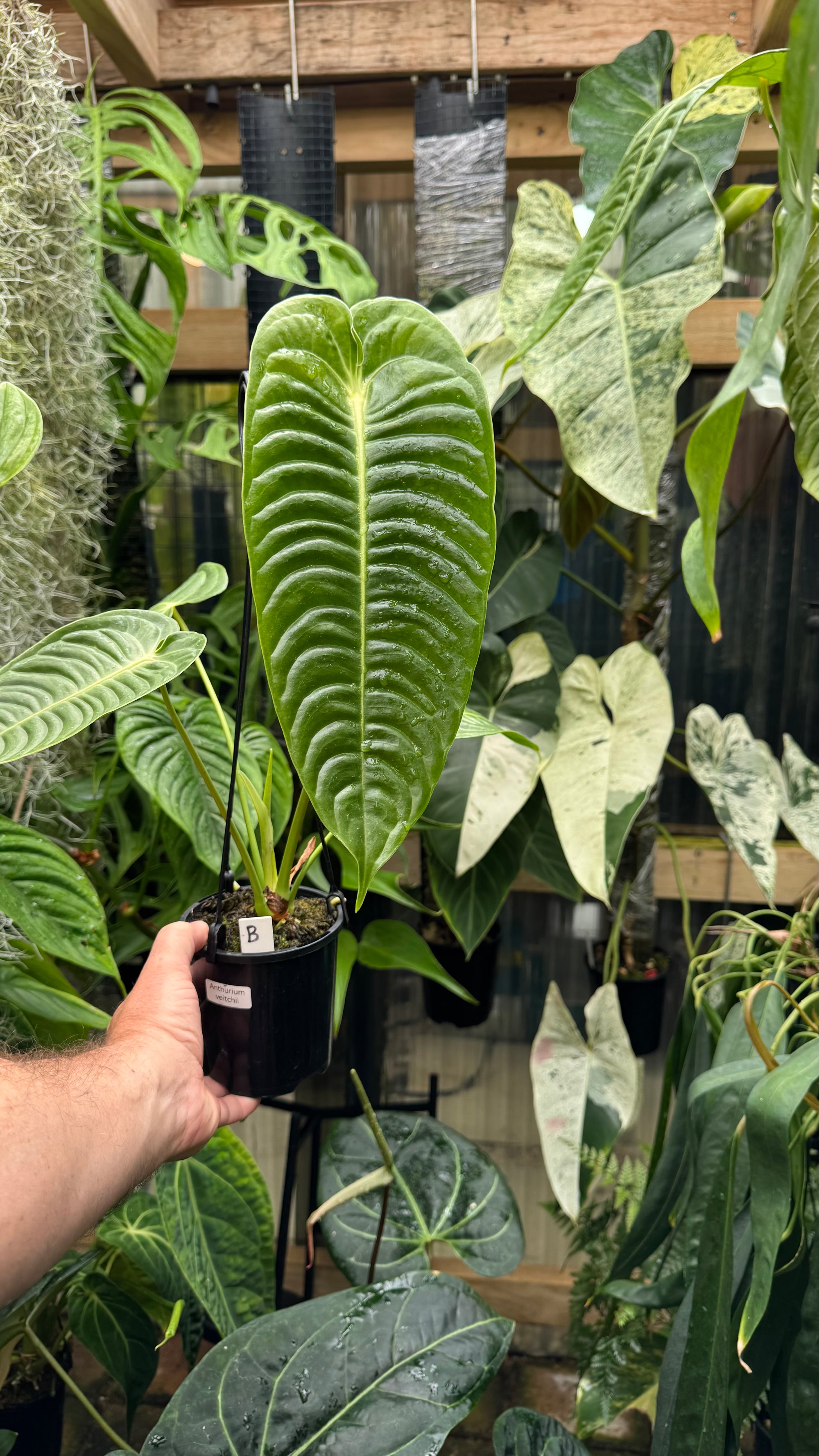Anthurium Veitchii - Plant B