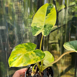 Philodendron 'Burle Marx' variegated