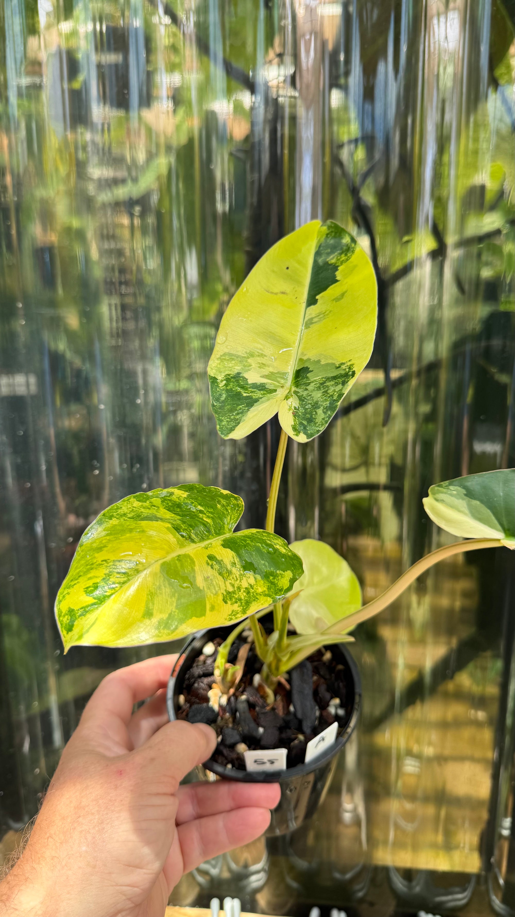Philodendron 'Burle Marx' variegated