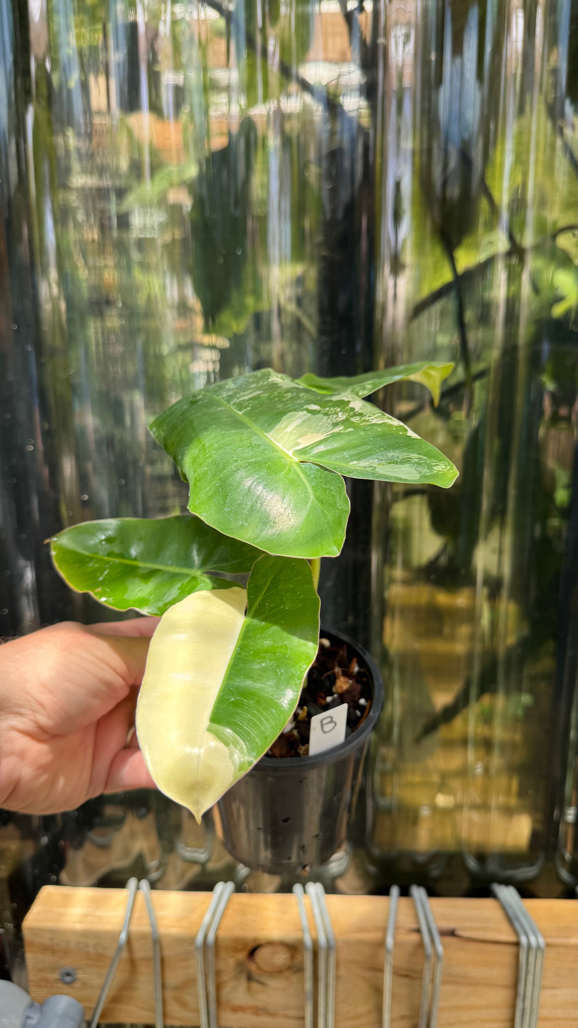 Philodendron 'Burle Marx' variegated