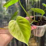 Philodendron 'Heartleaf Variegated'