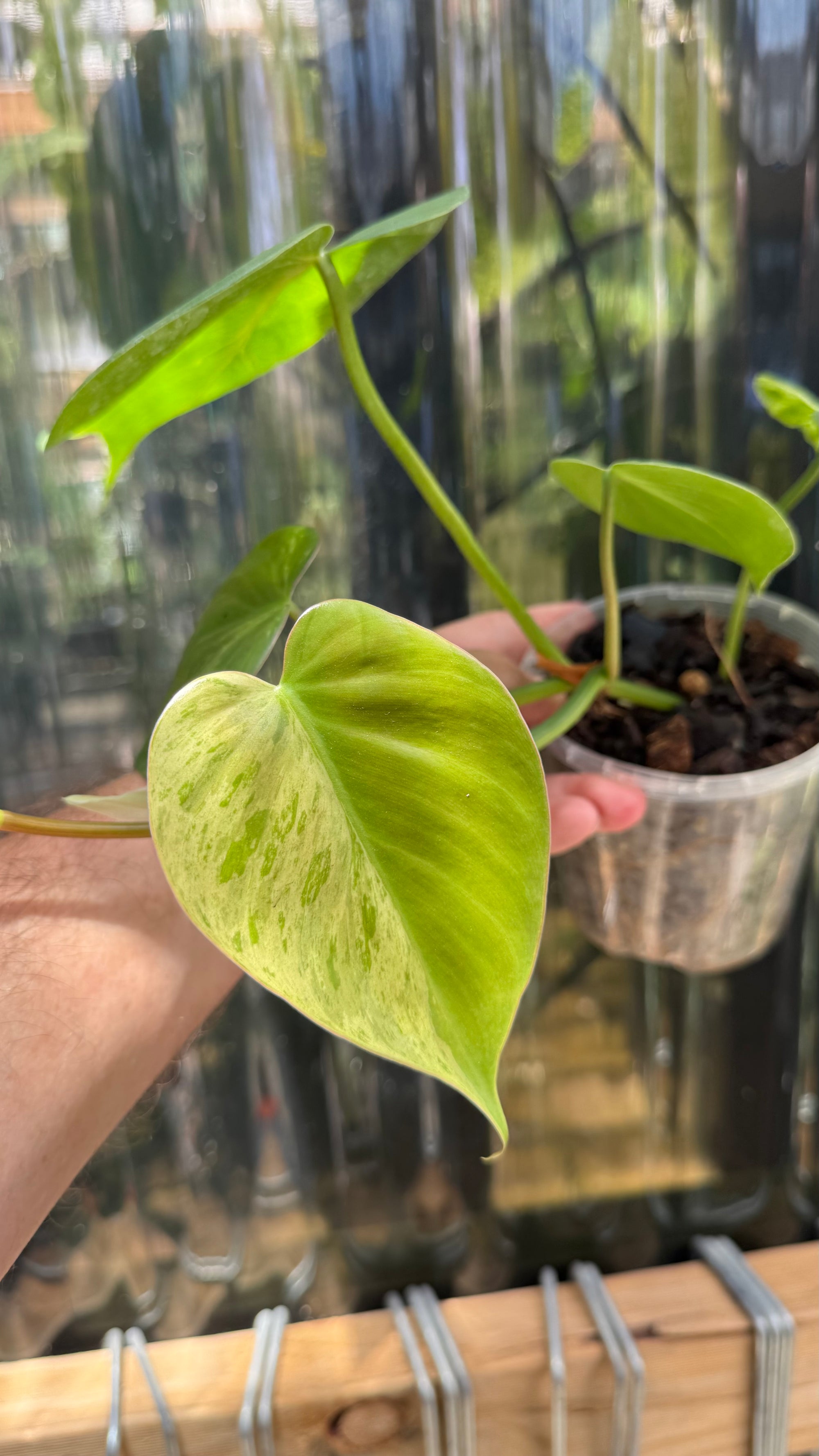 Philodendron 'Heartleaf Variegated'