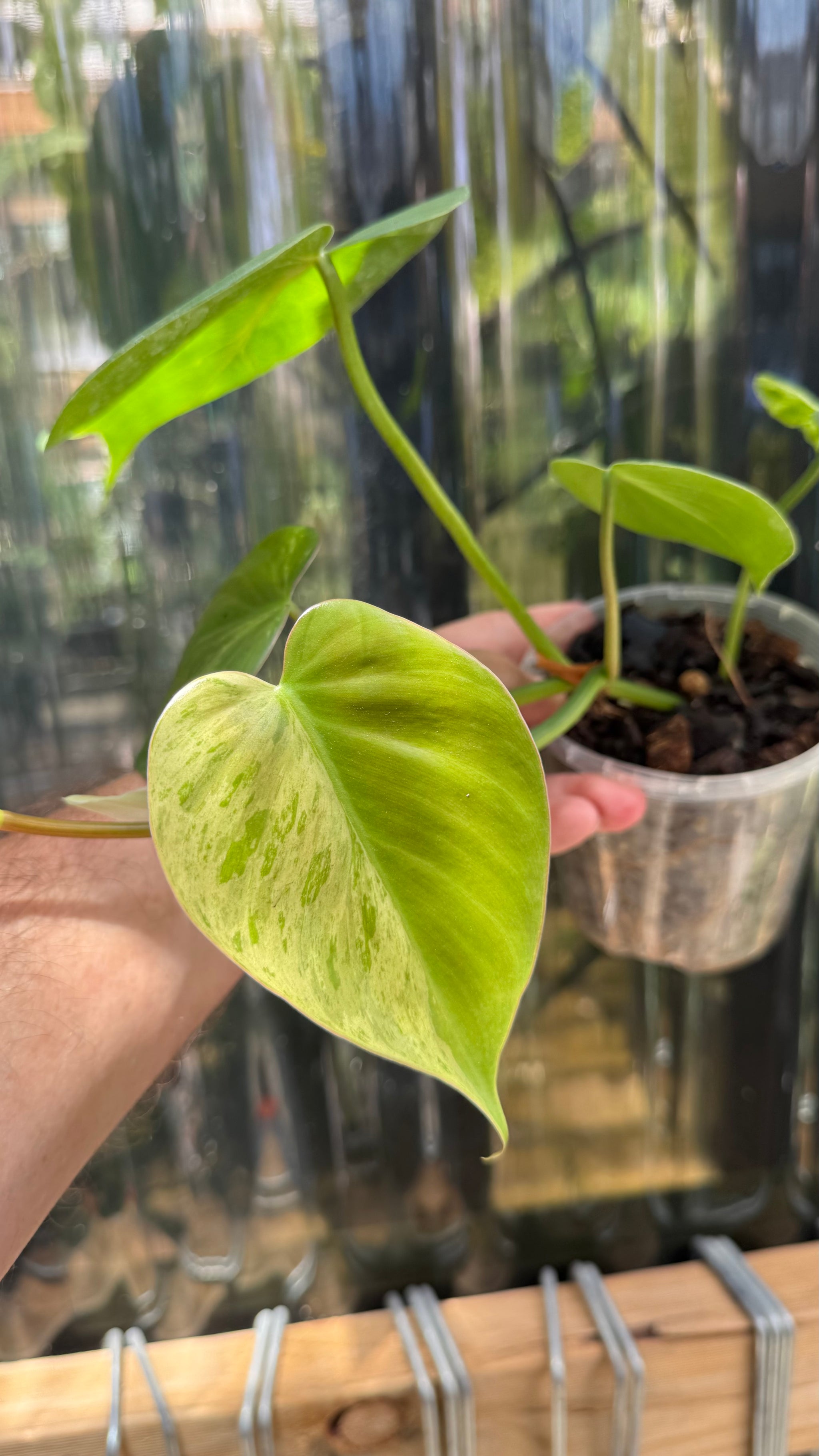 Philodendron 'Heartleaf Variegated'