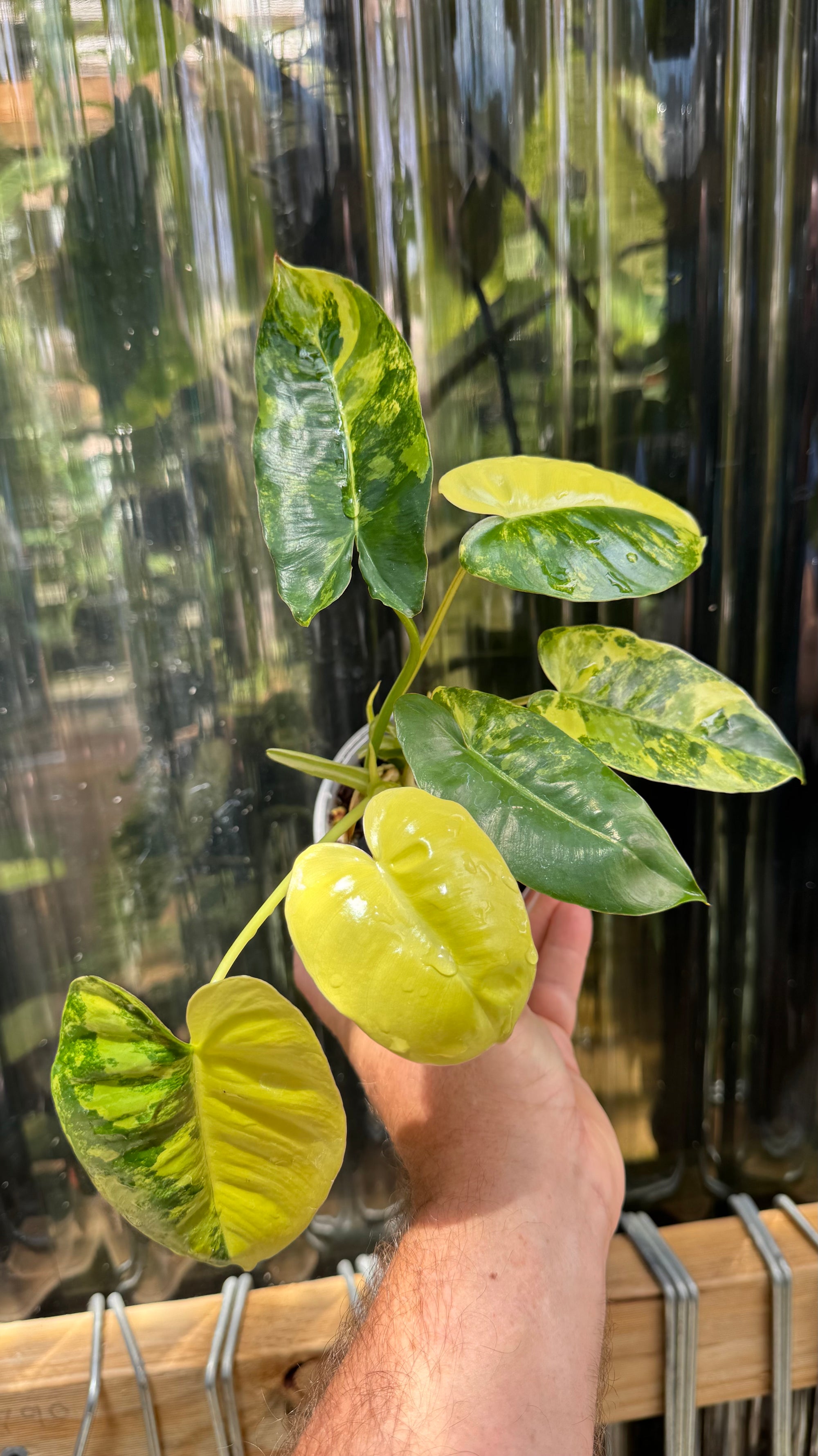 Philodendron 'Burle Marx' variegated