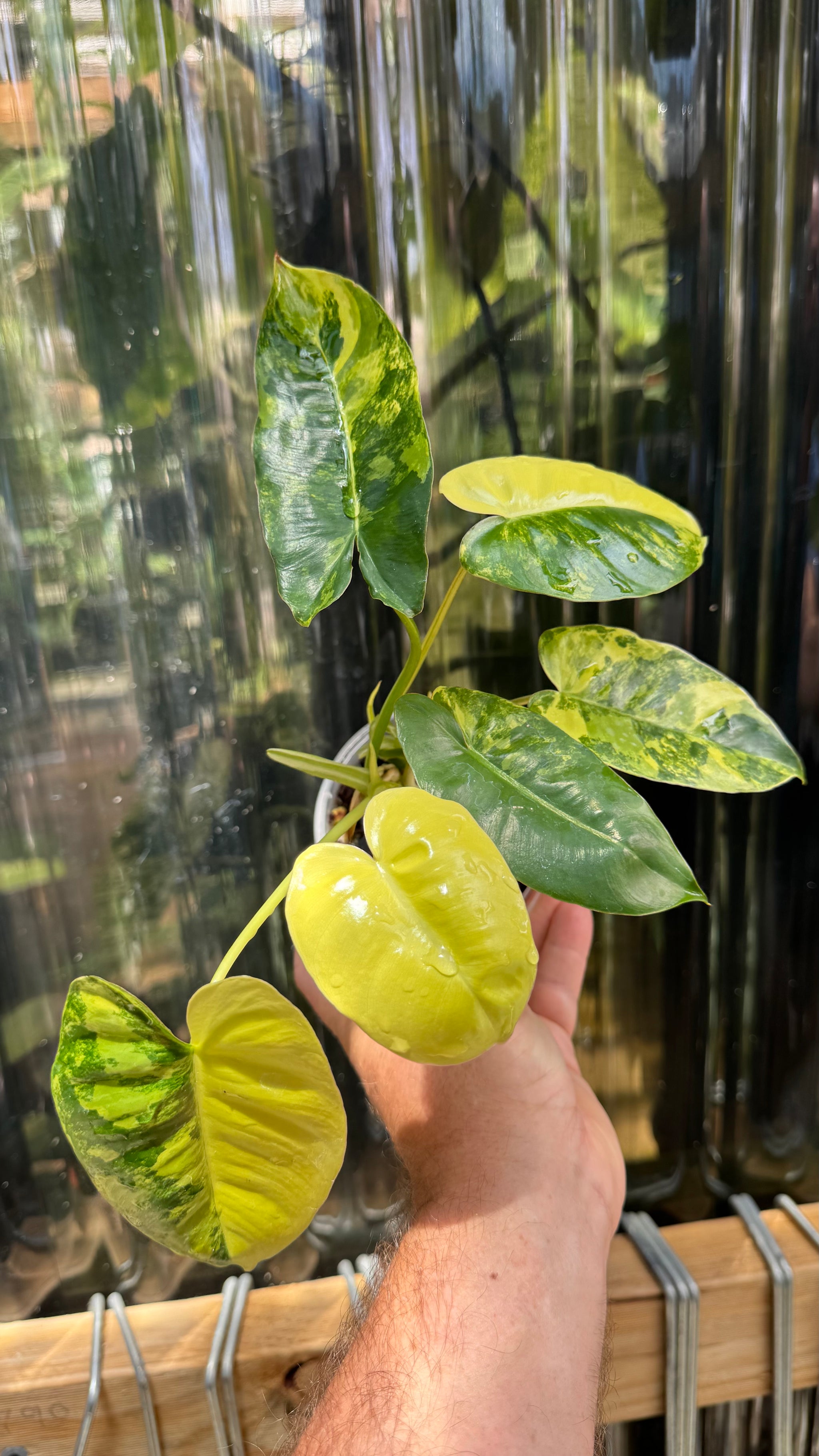 Philodendron 'Burle Marx' variegated