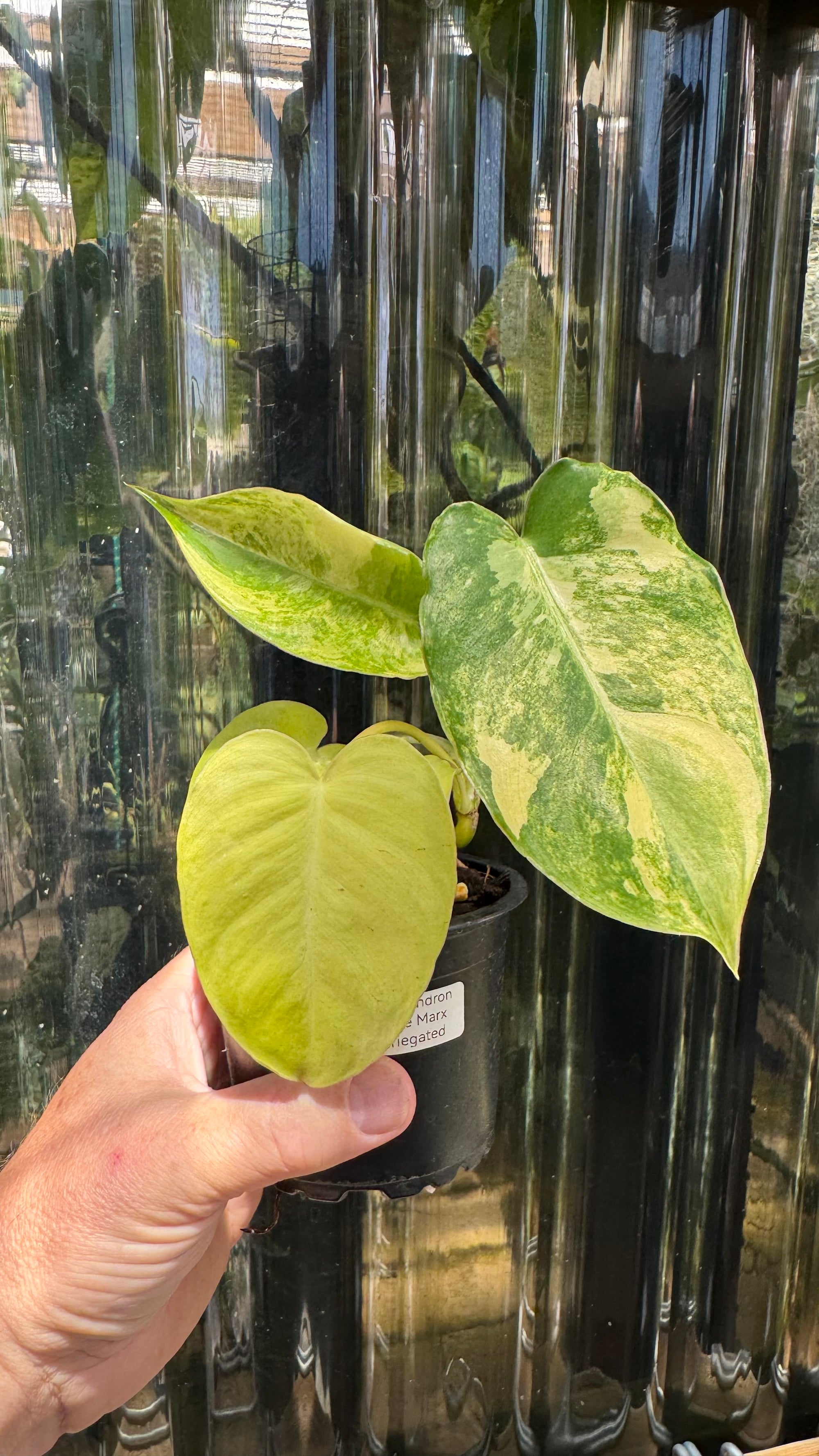 Philodendron 'Burle Marx' variegated
