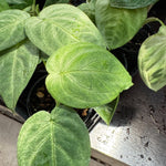 Syngonium 'Frozen Heart'