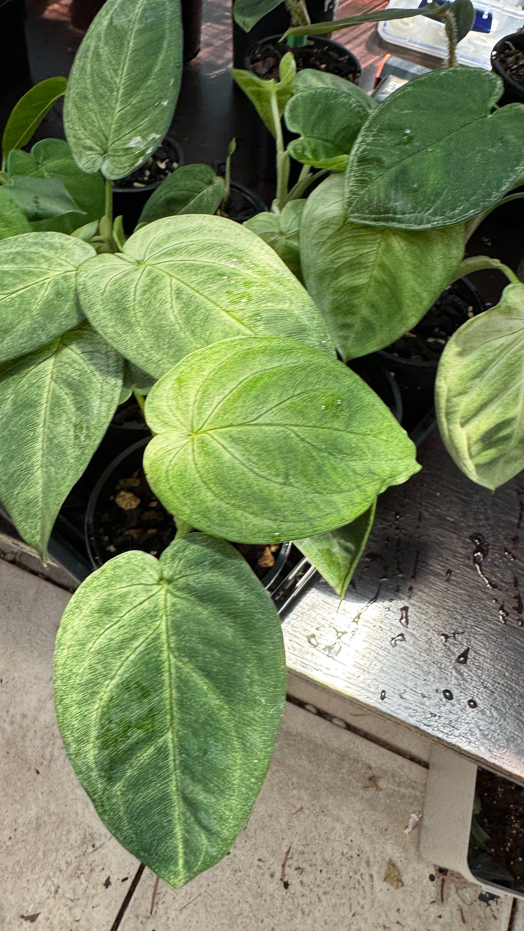 Syngonium 'Frozen Heart'