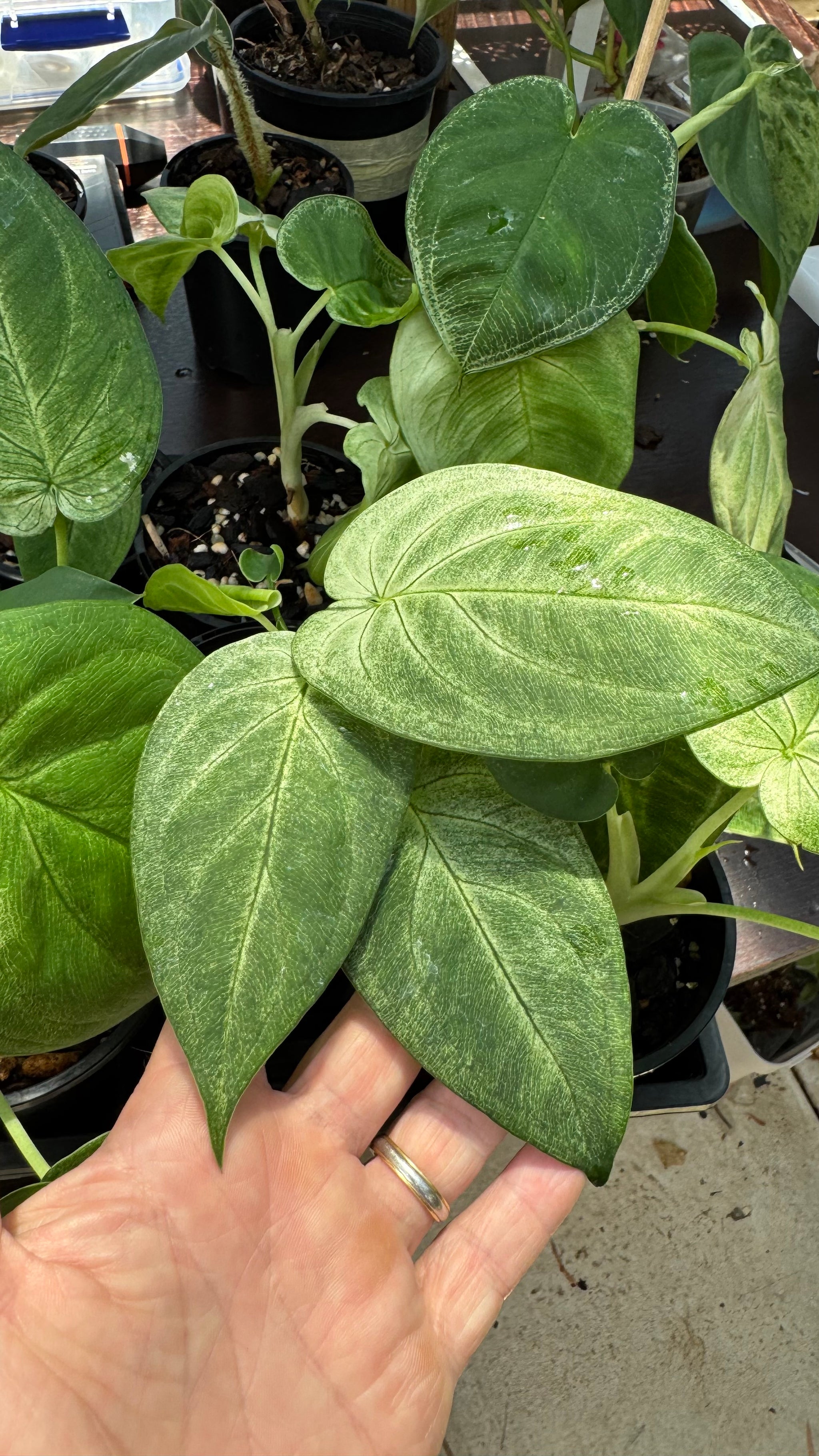 Syngonium 'Frozen Heart'