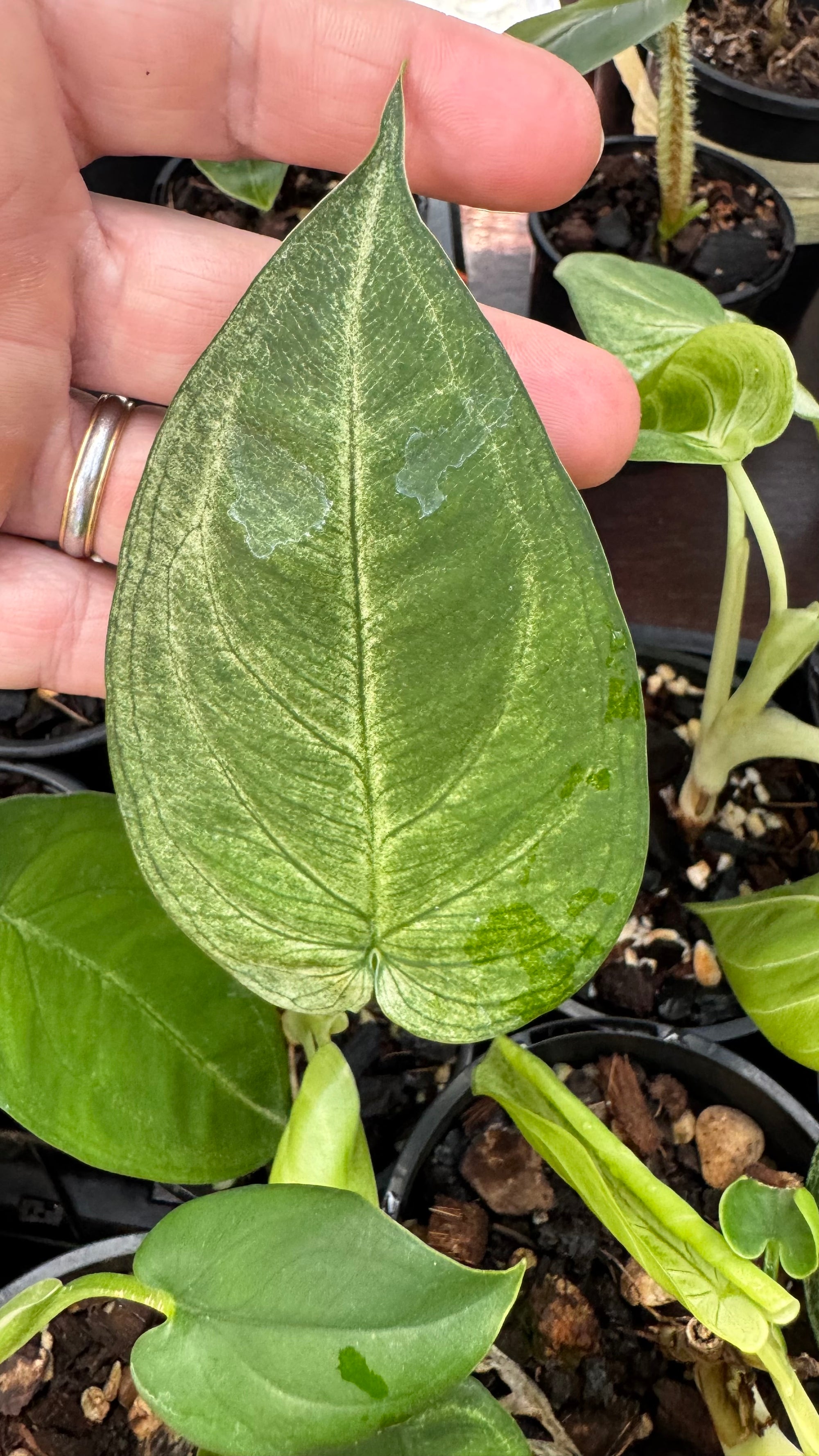 Syngonium 'Frozen Heart'