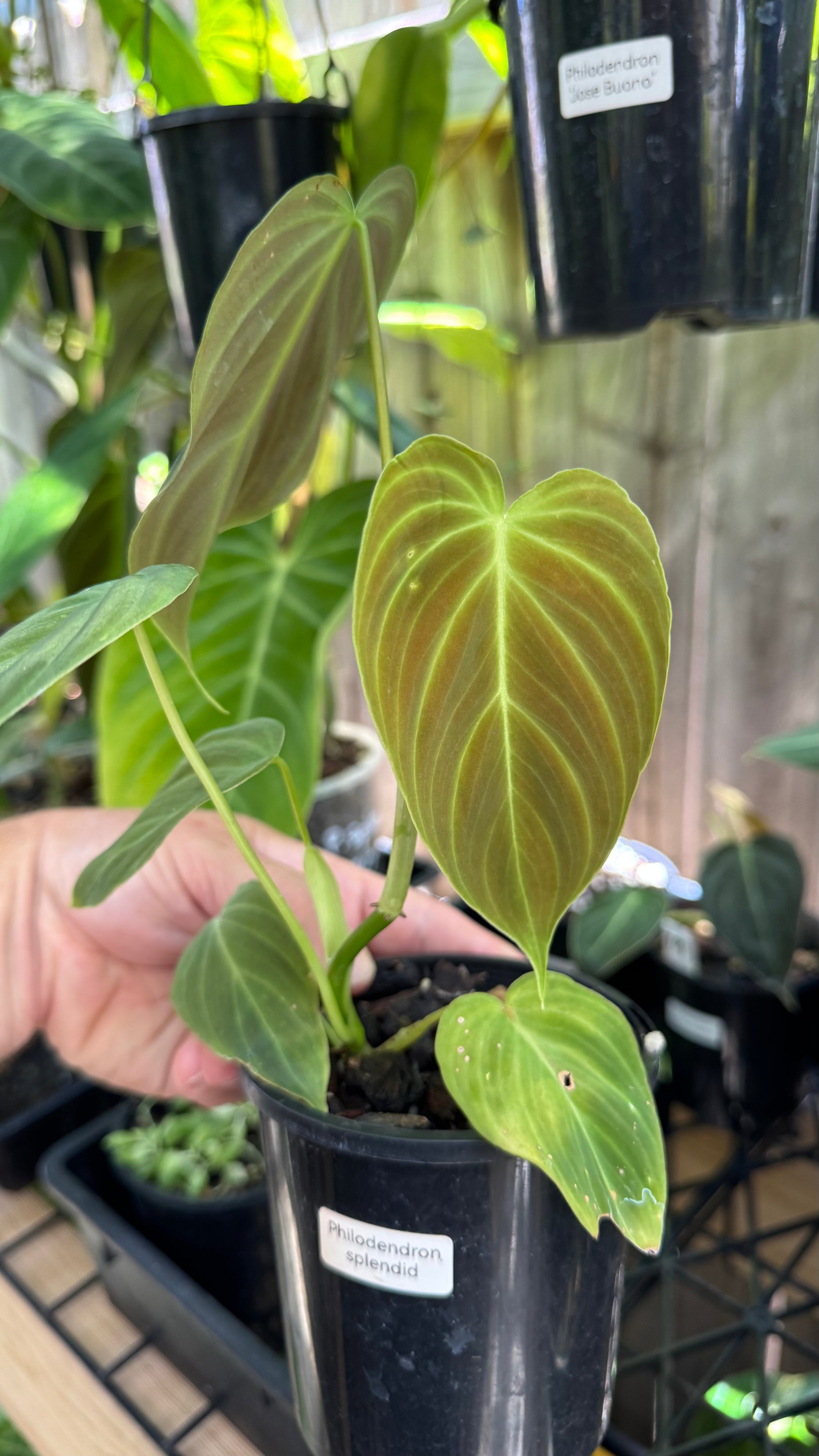 Philodendron splendid