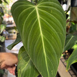 Philodendron glorious