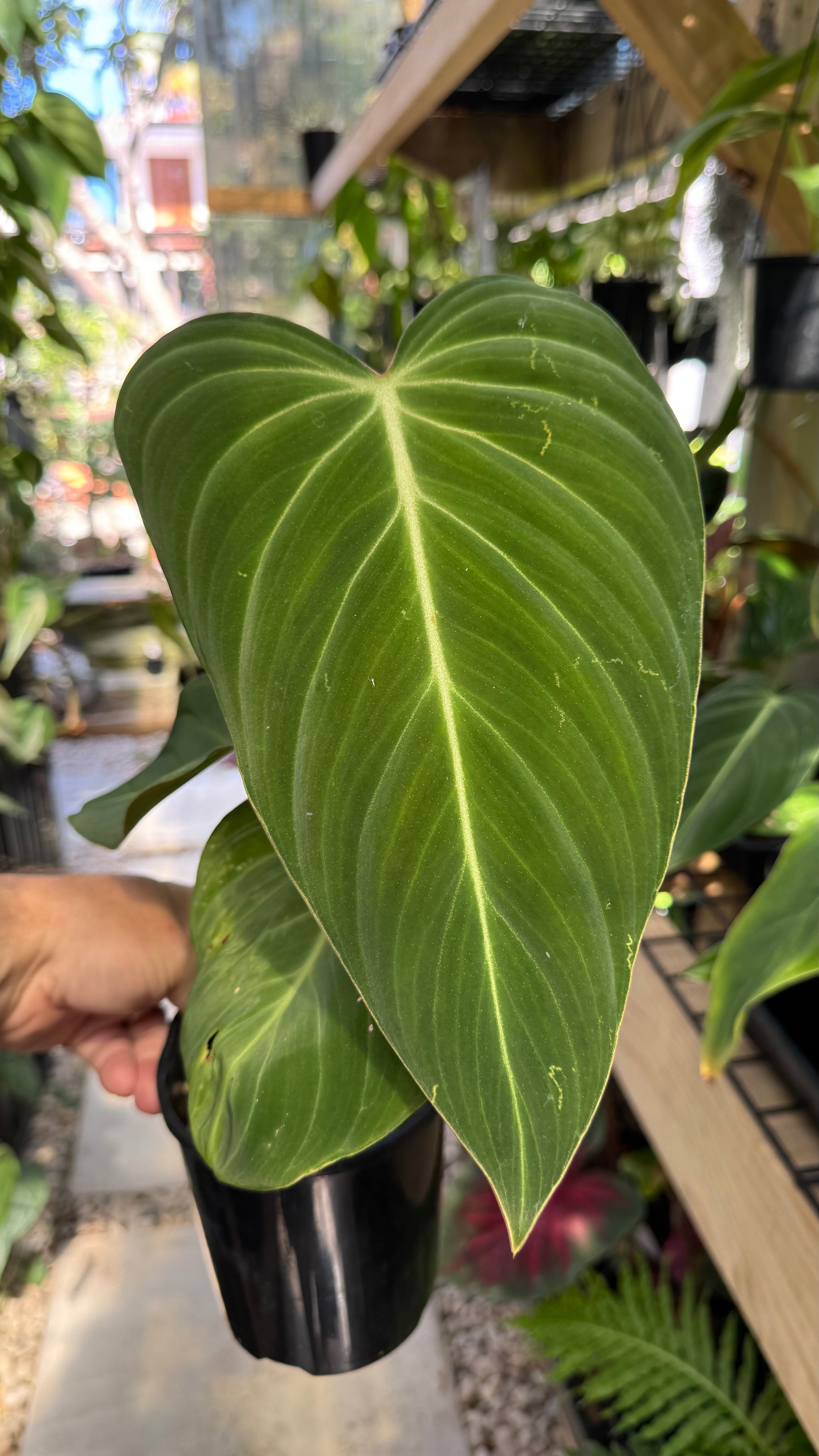 Philodendron glorious
