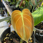 Philodendron melanochrysum