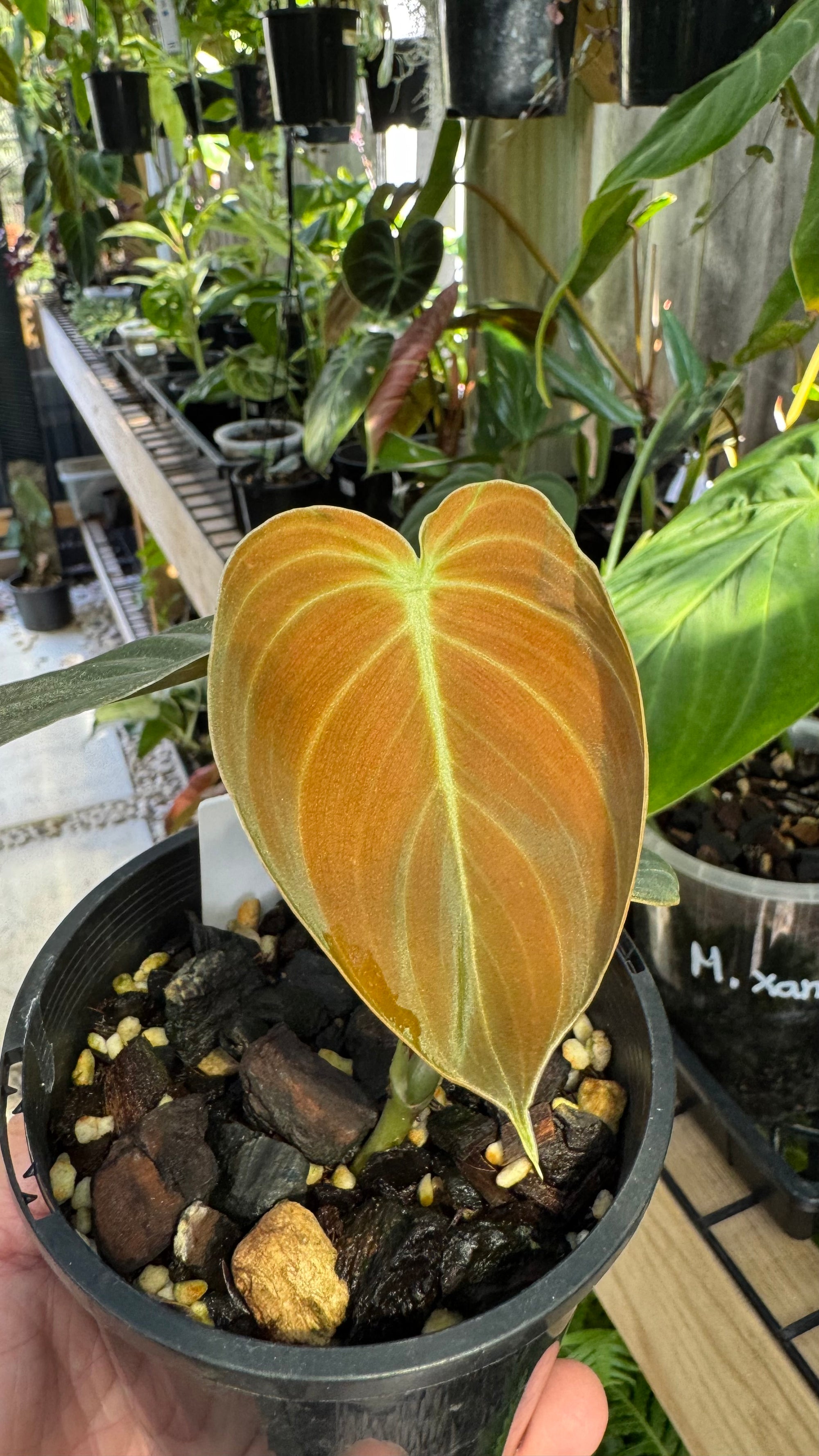Philodendron melanochrysum