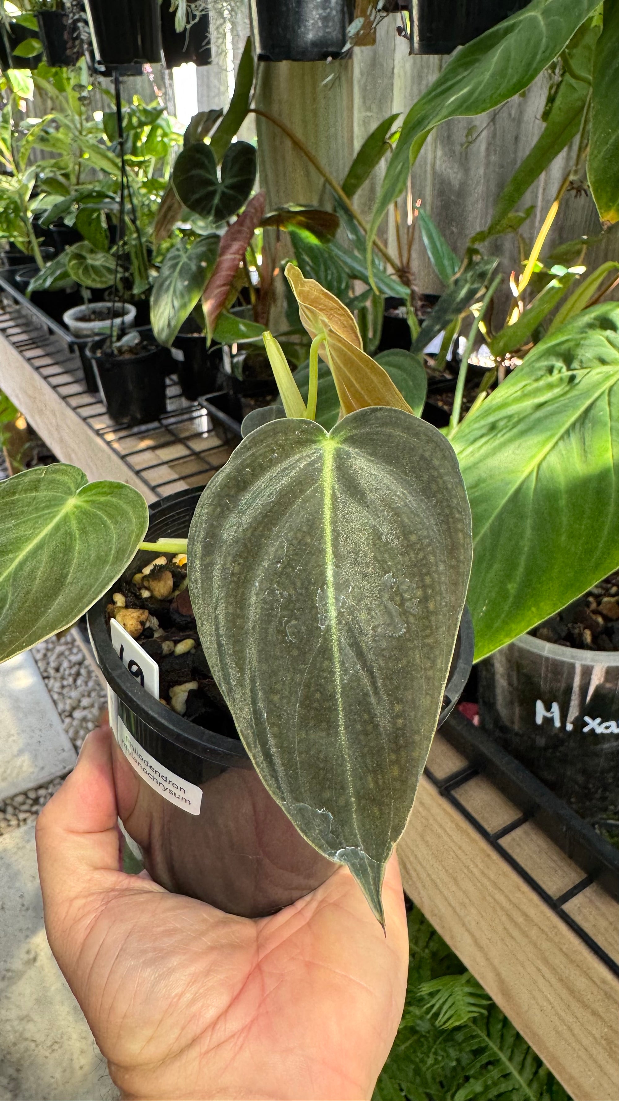 Philodendron melanochrysum