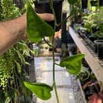 Epipremnum 'Shangri La'