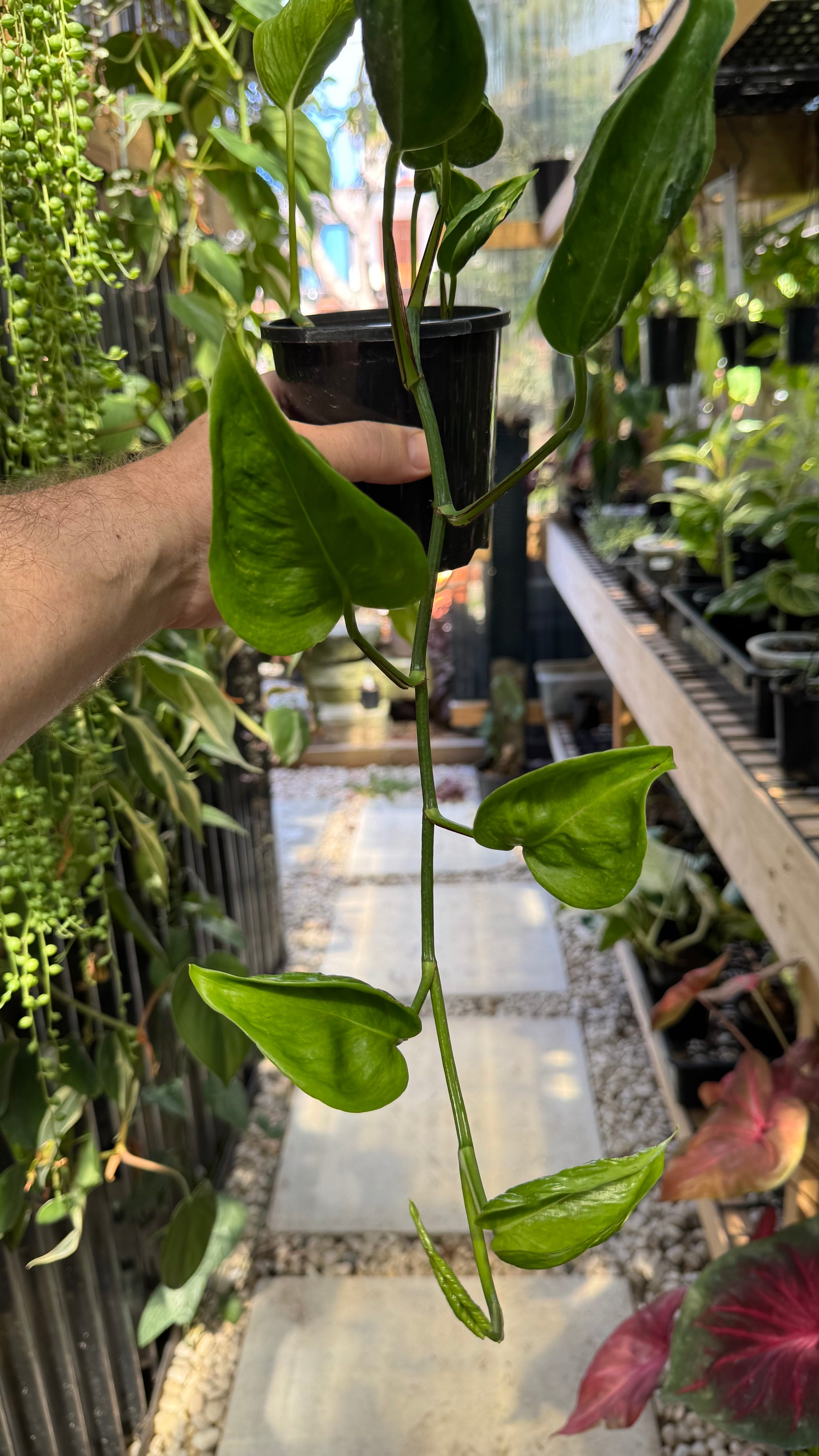 Epipremnum 'Shangri La'