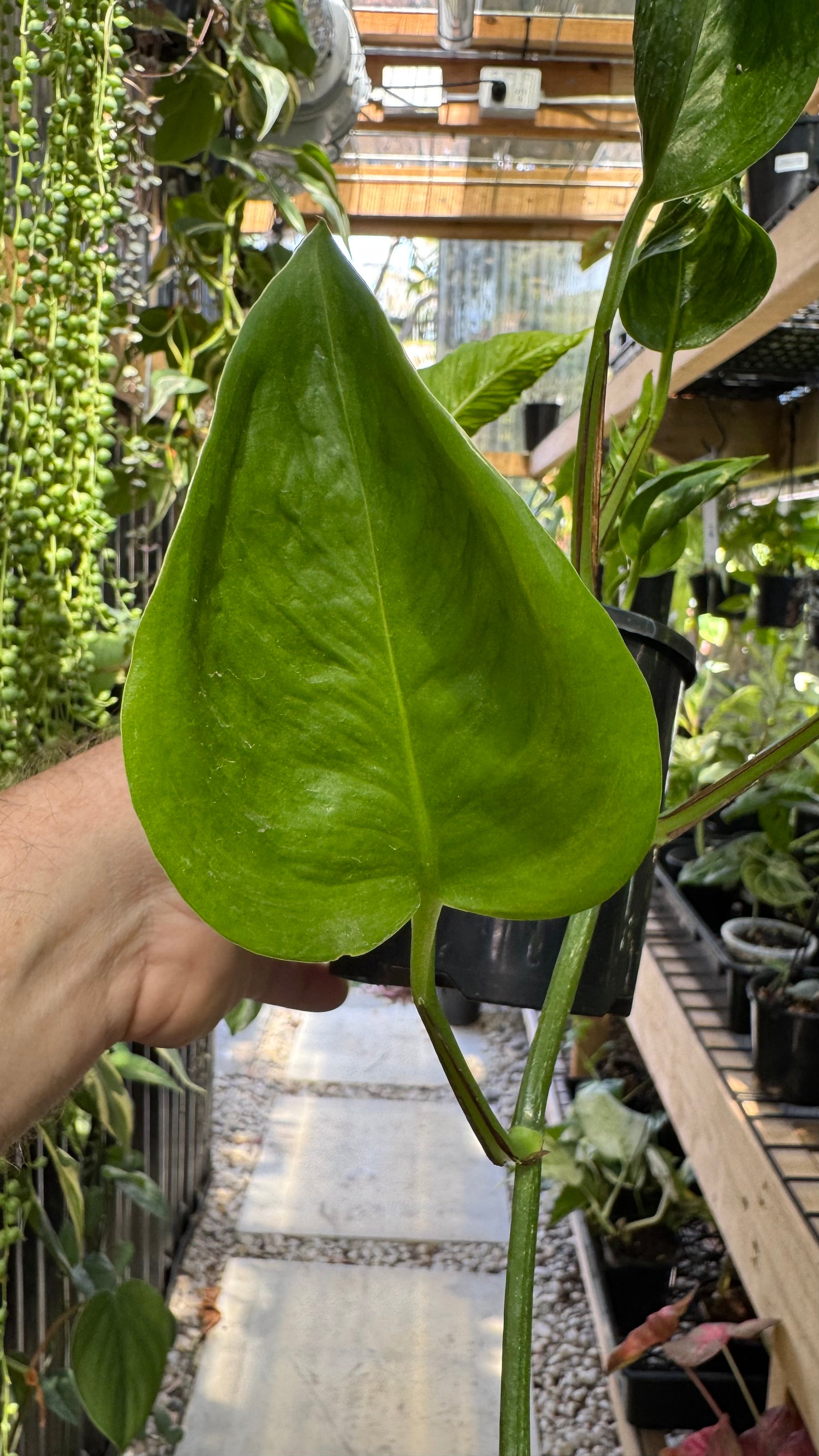 Epipremnum 'Shangri La'