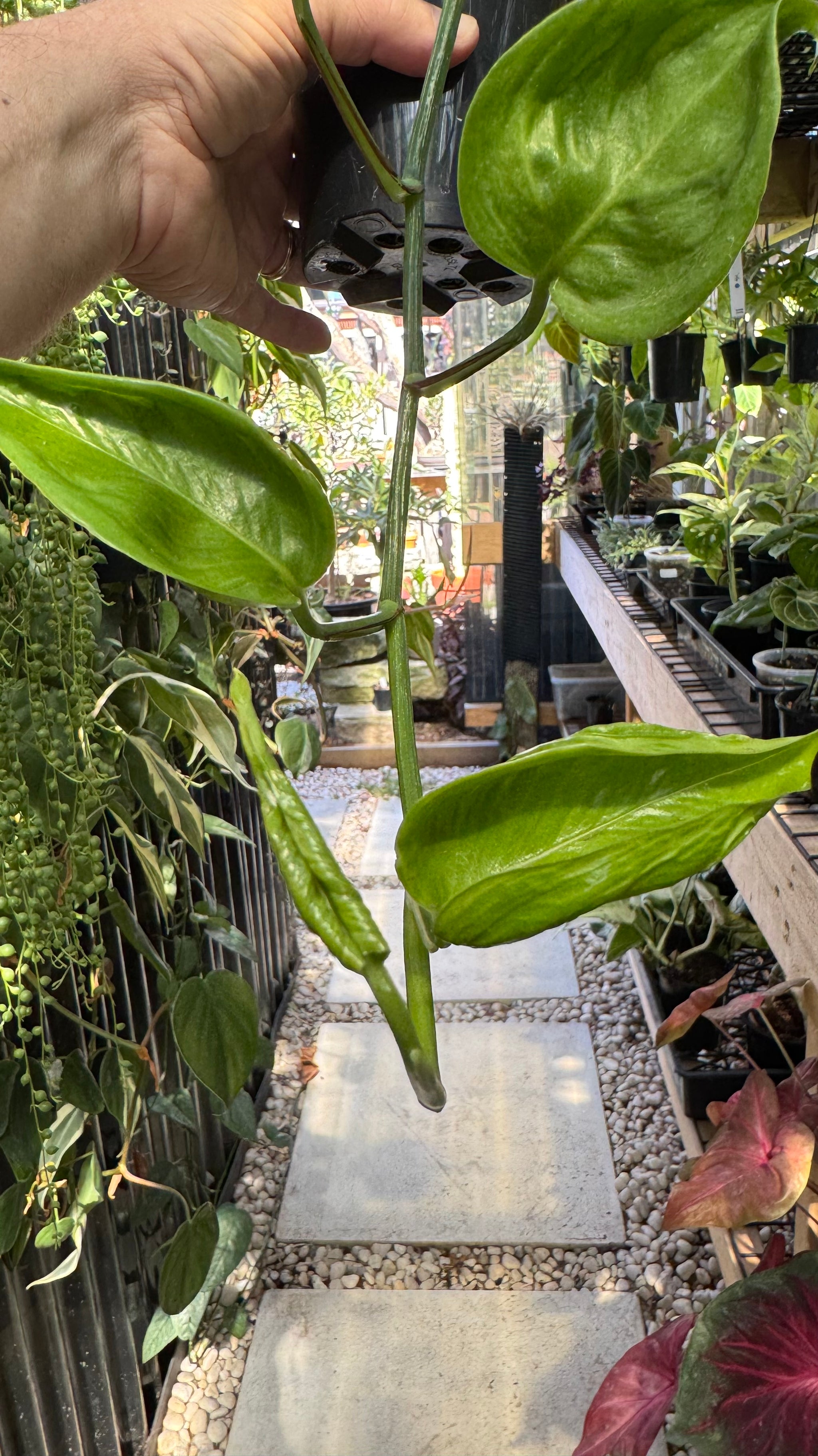 Epipremnum 'Shangri La'