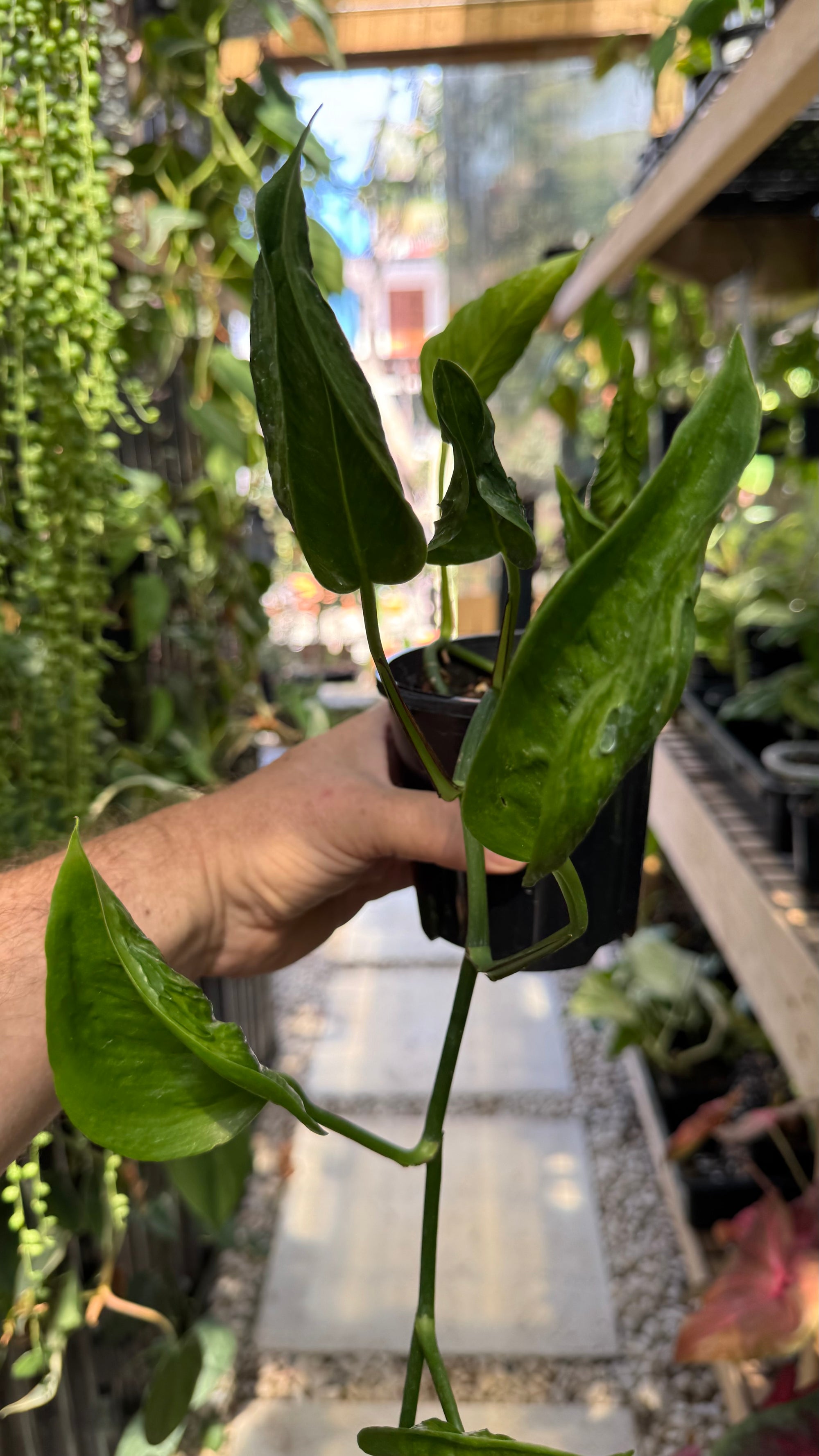 Epipremnum 'Shangri La'