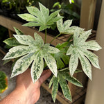 Fatsia japonica ‘Spider’s Web’