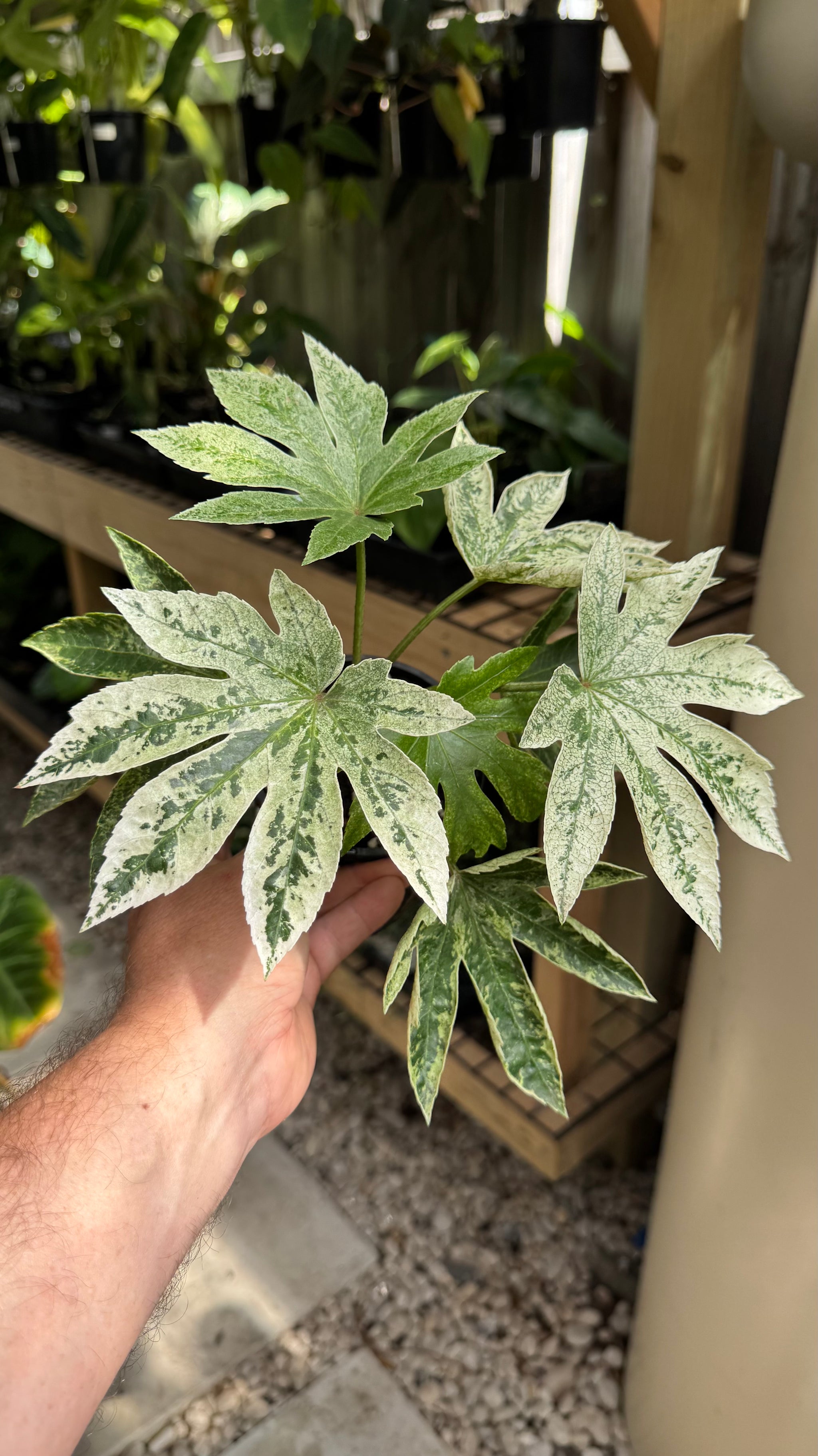 Fatsia japonica ‘Spider’s Web’